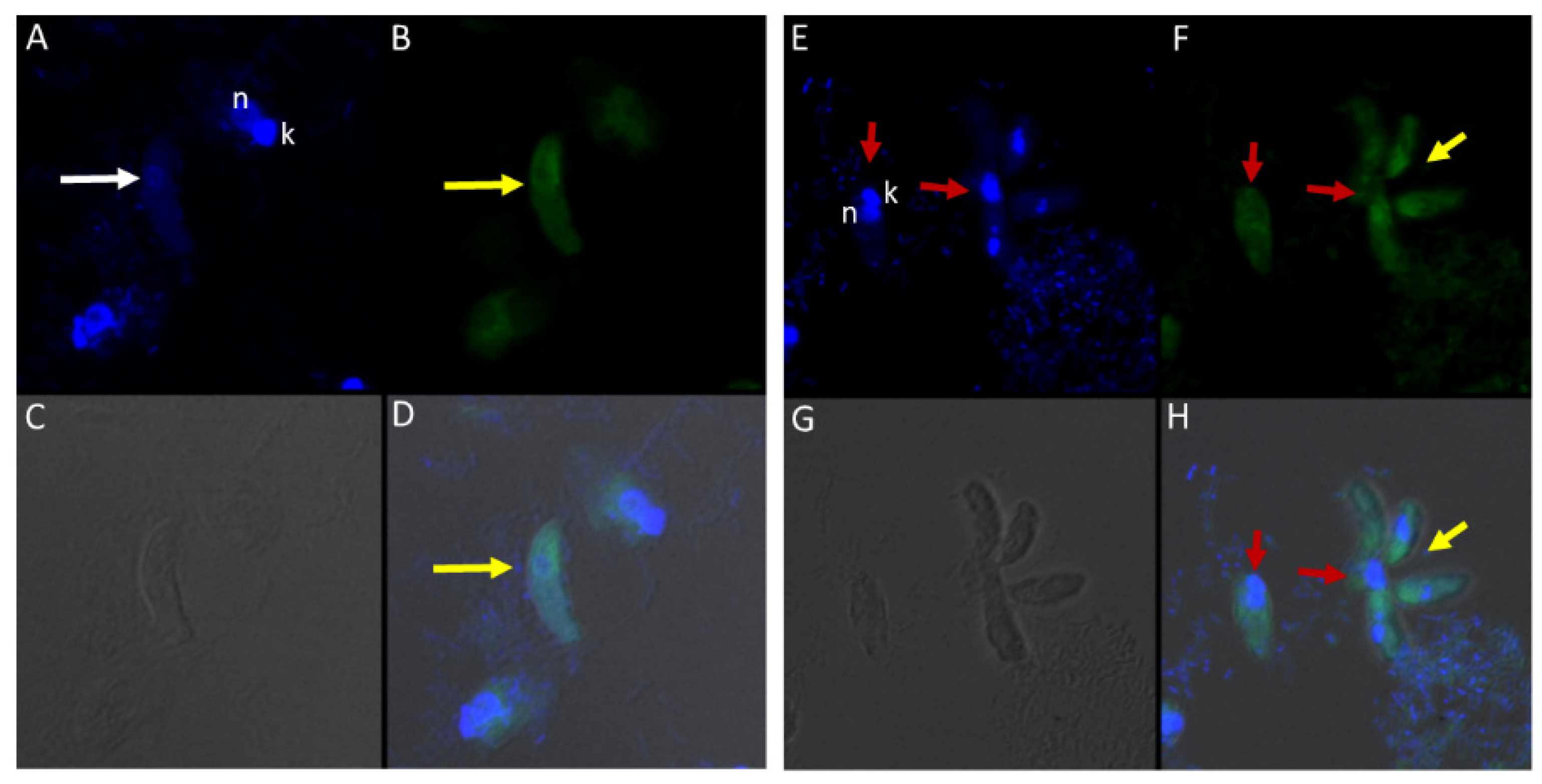 Tropicalmed 06 00127 g011
