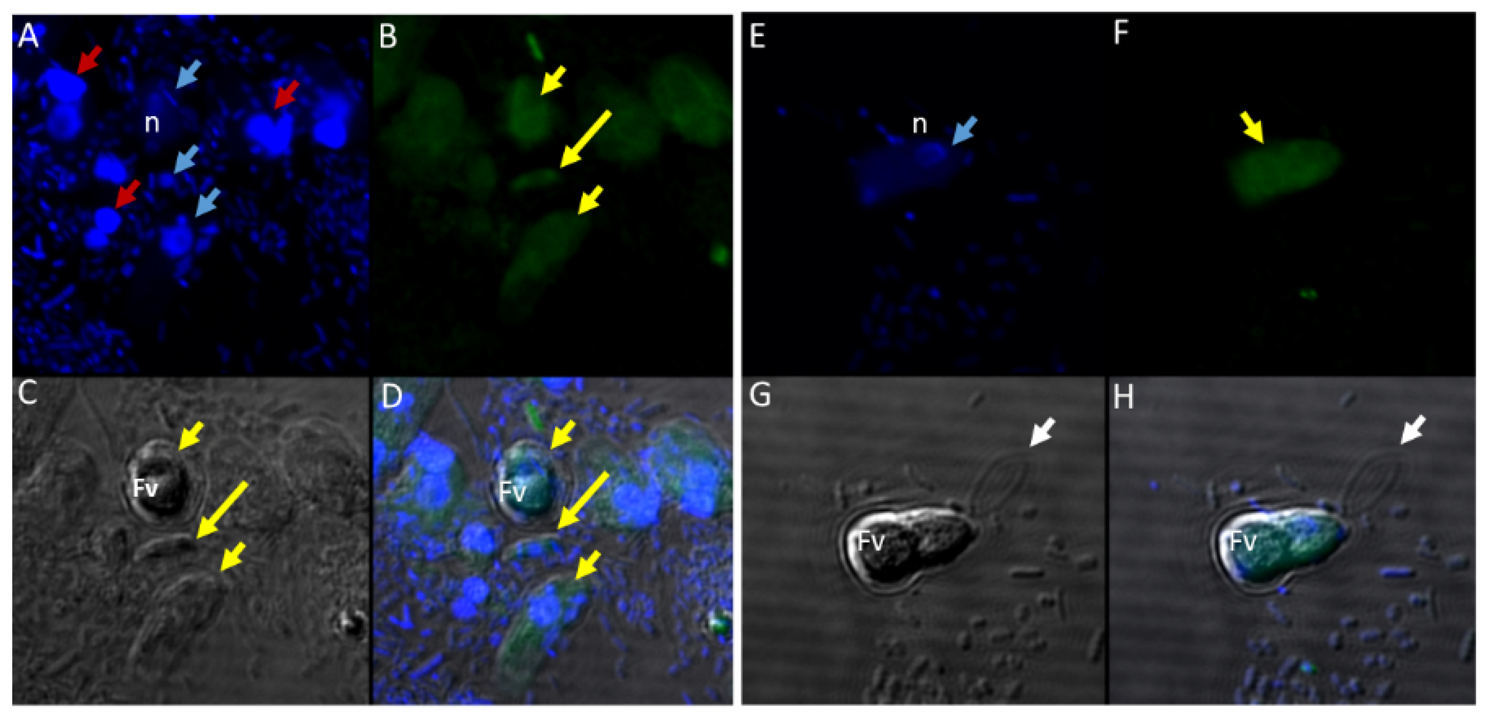 Tropicalmed 06 00127 g012
