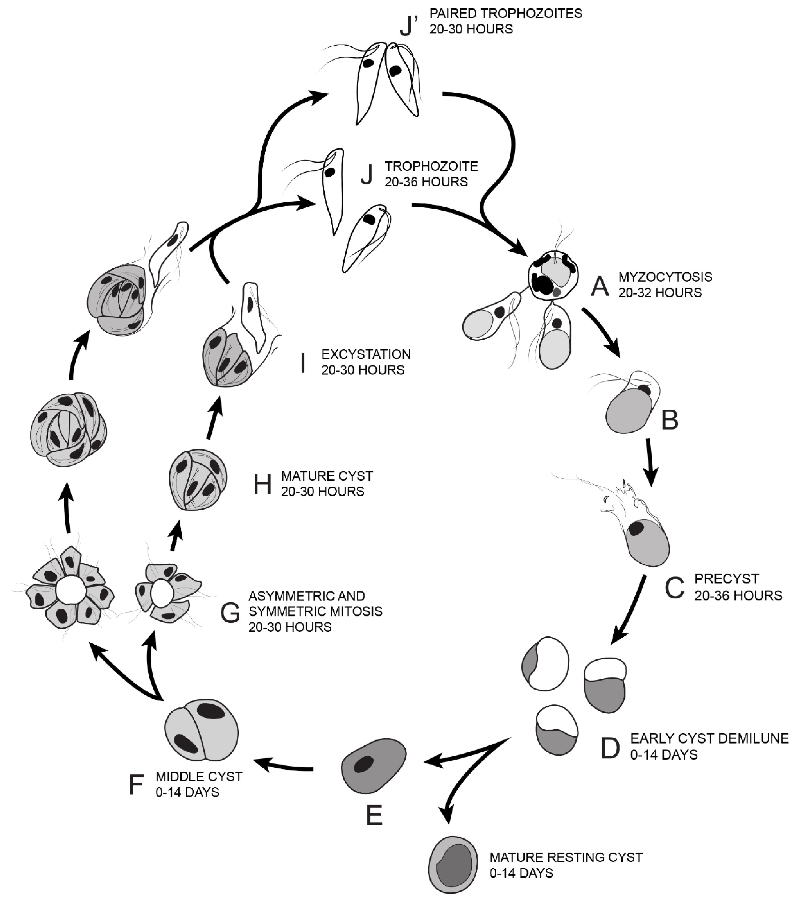 Tropicalmed 06 00127 g014