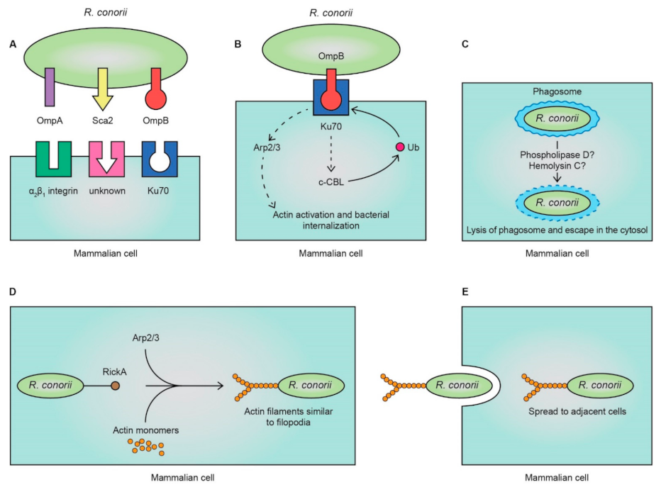 Tropicalmed 06 00172 g002