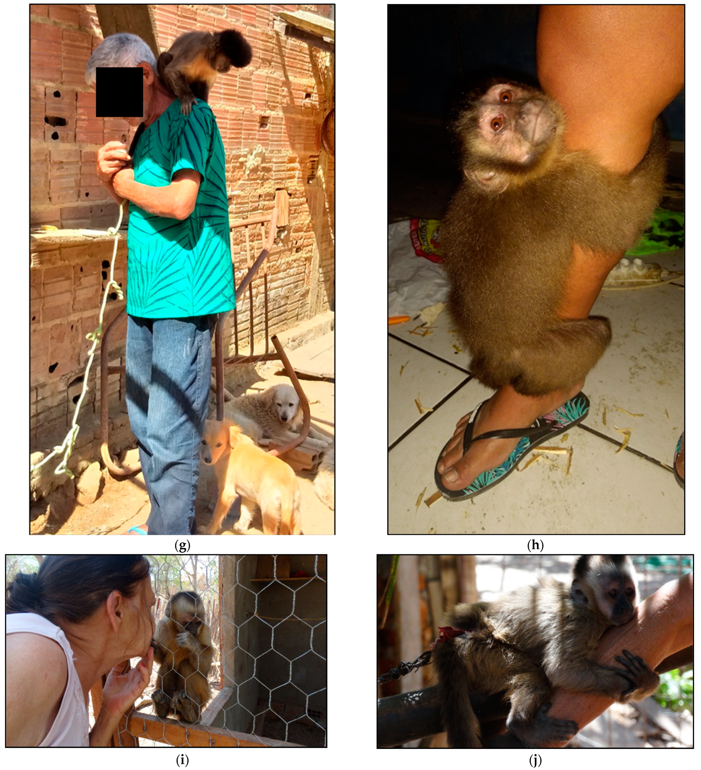 Tropicalmed 06 00209 g006b