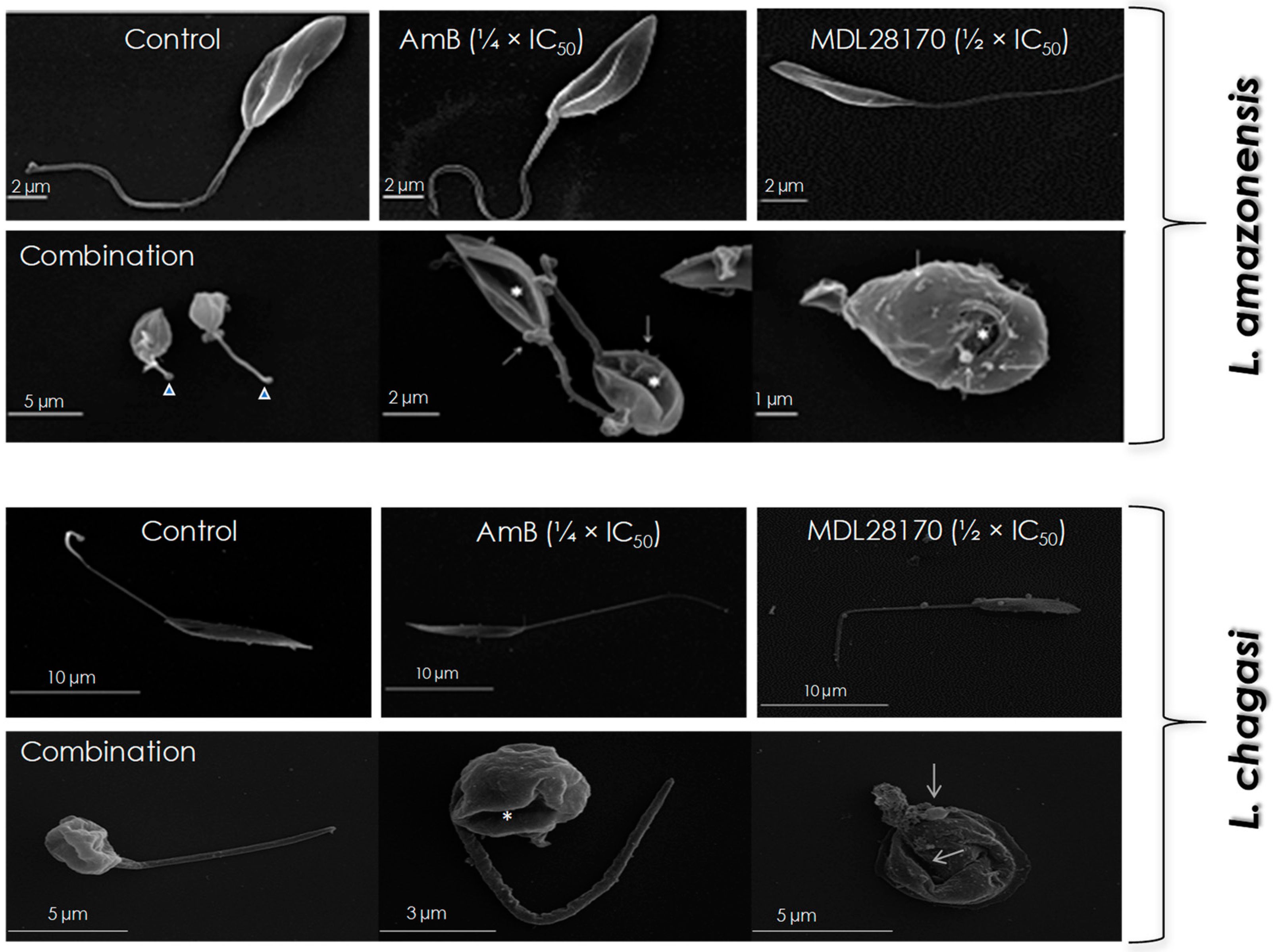 Tropicalmed 07 00029 g002