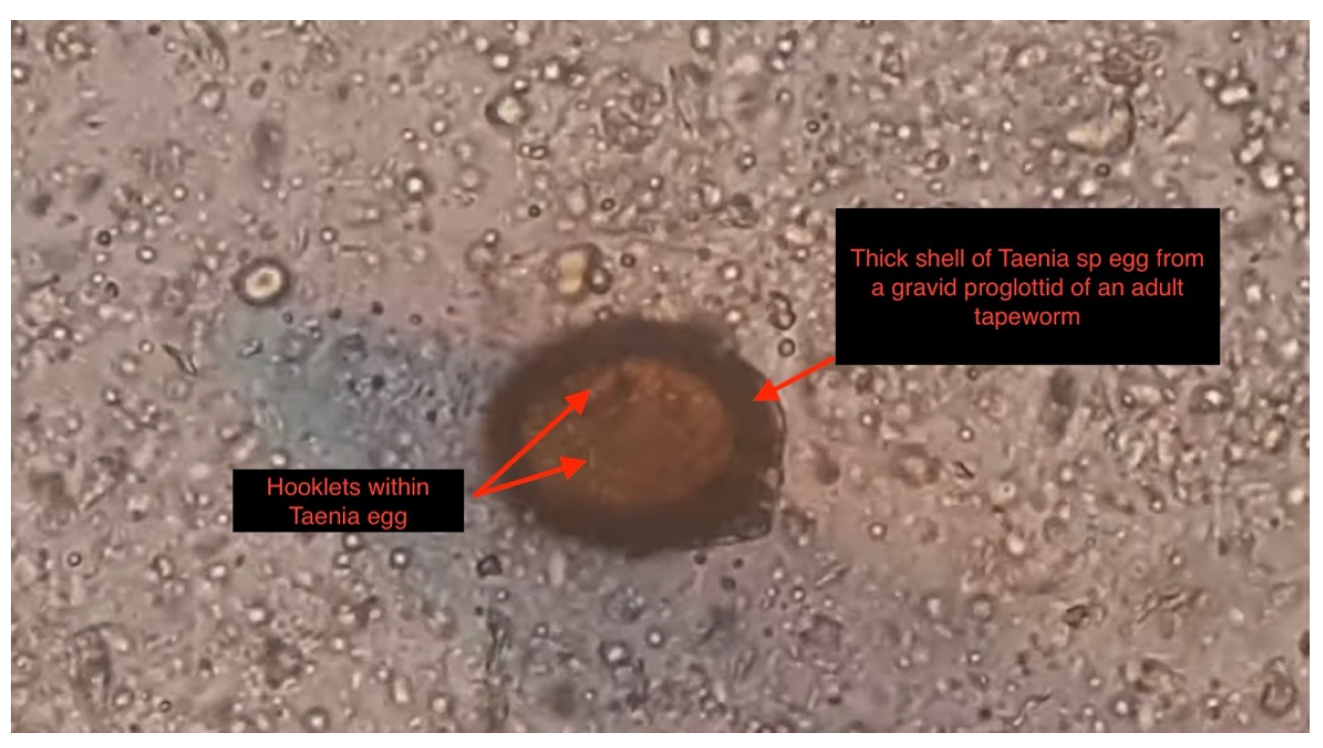 Tropicalmed 07 00096 g001