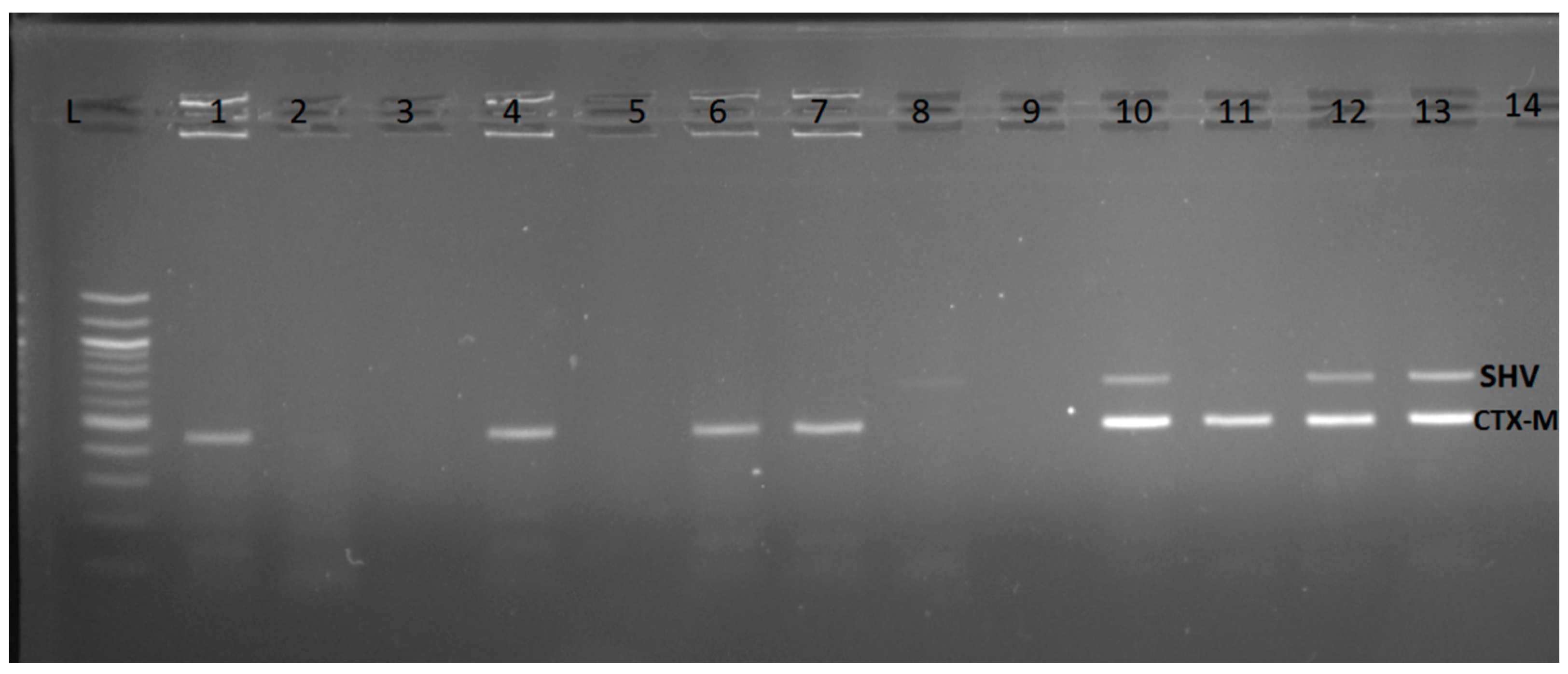 Tropicalmed 07 00144 g001