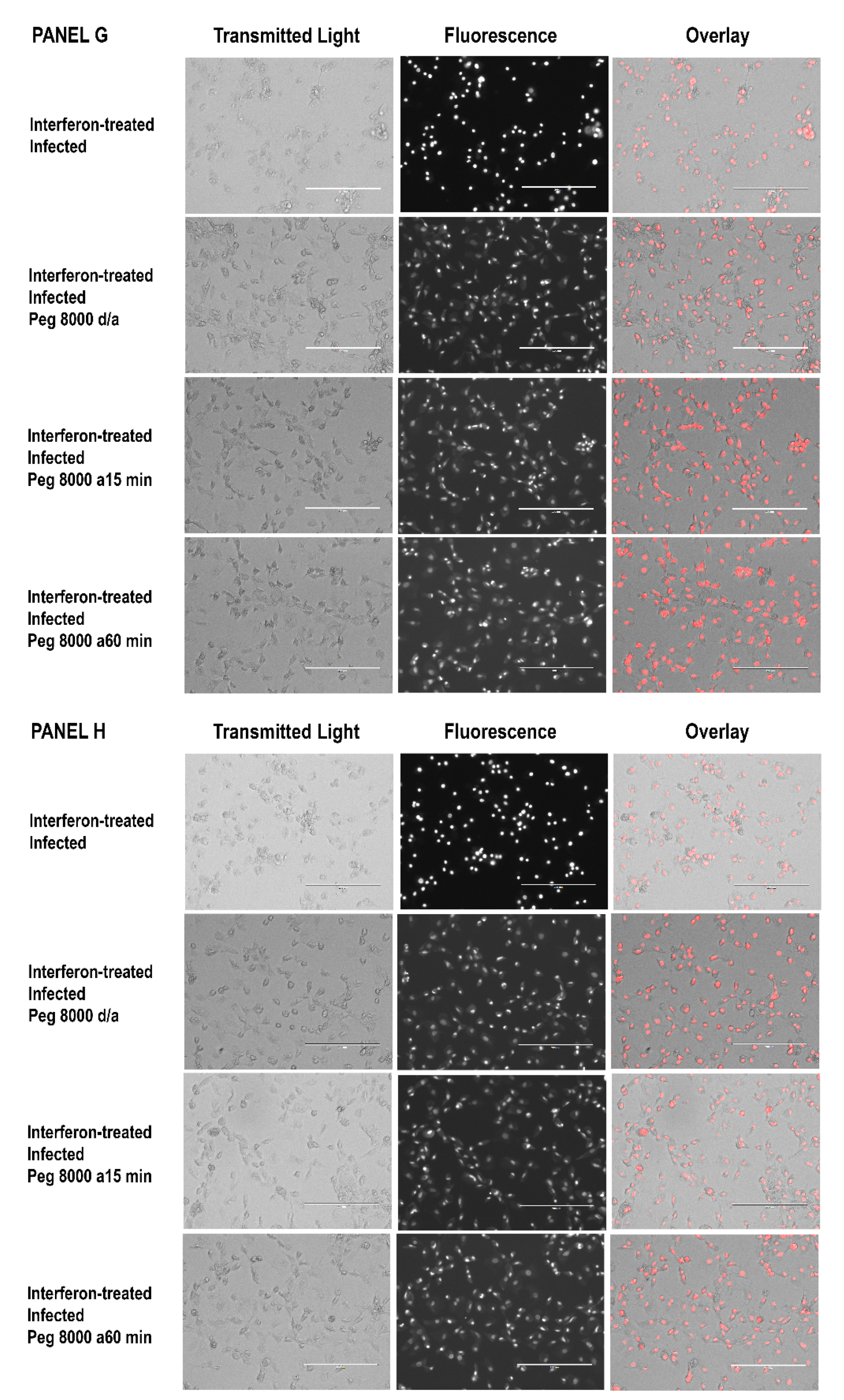 Tropicalmed 07 00163 g005d