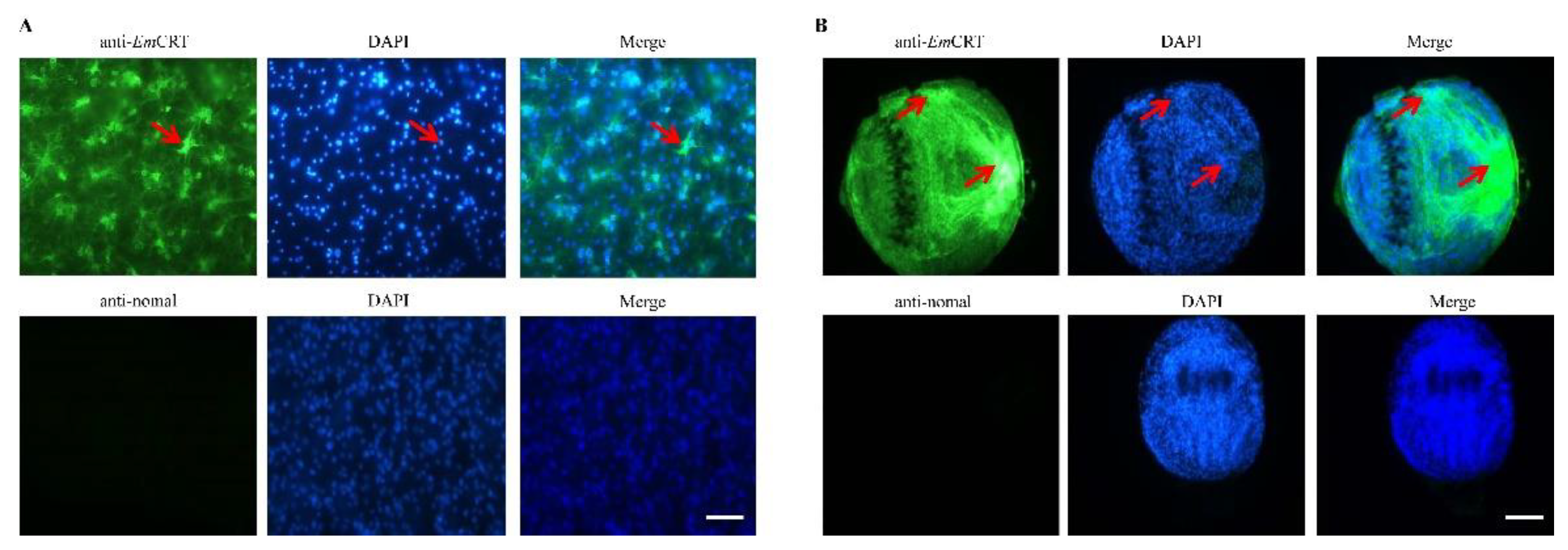 Tropicalmed 07 00279 g004 Tropicalmed 07 00279 g004