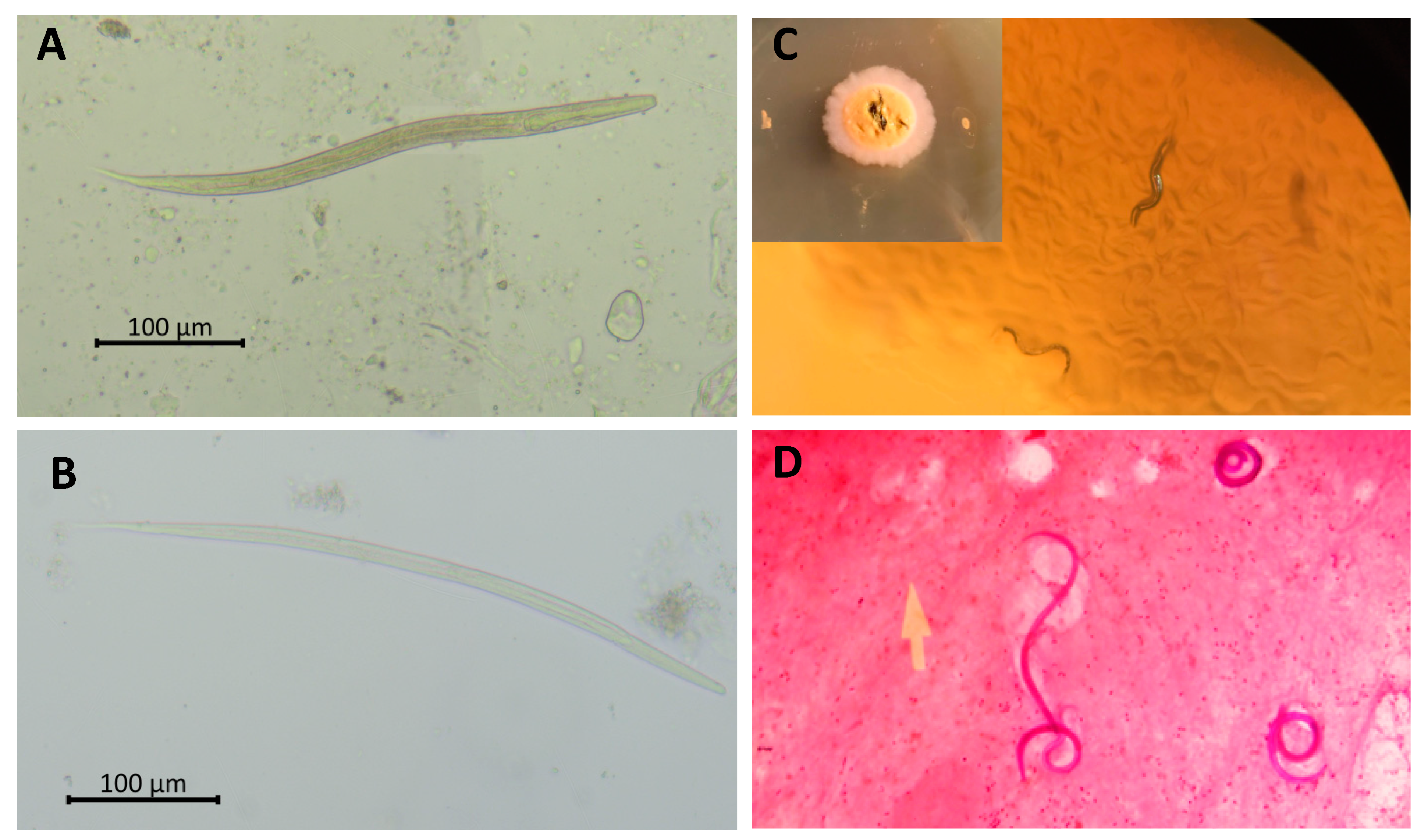 Tropicalmed 07 00310 g002