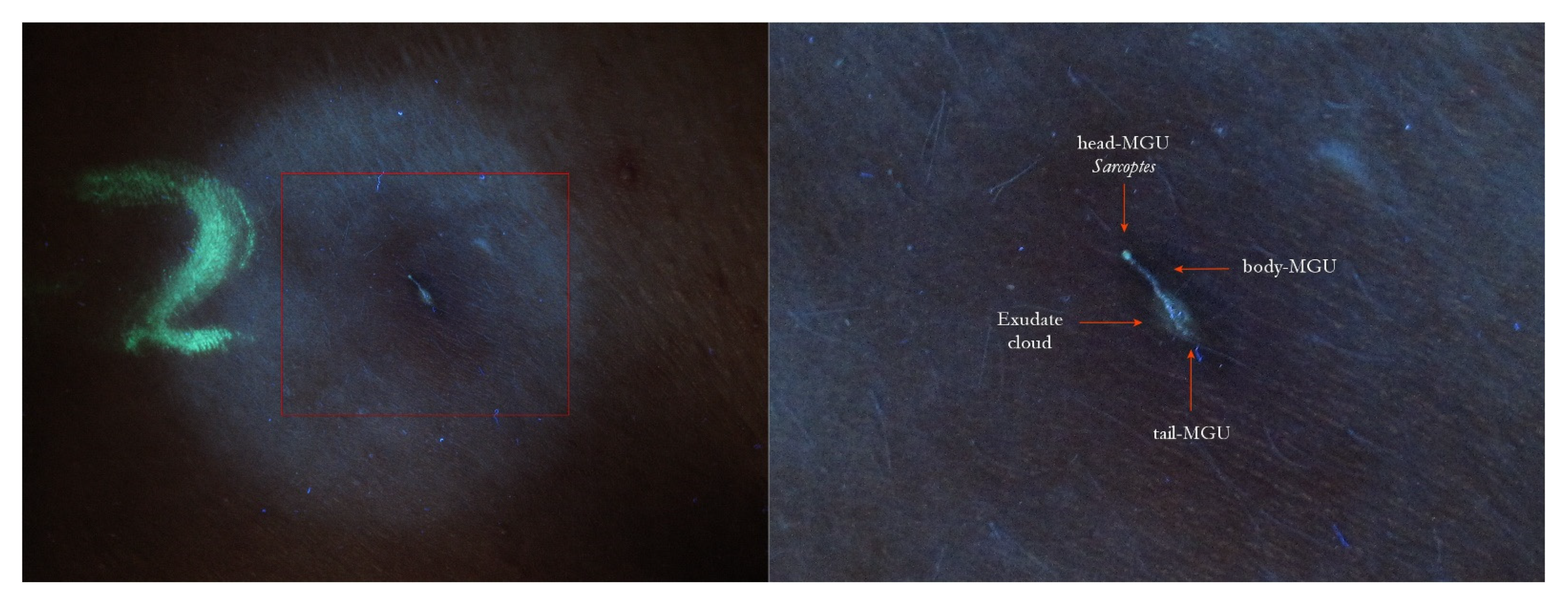 Tropicalmed 07 00422 g004