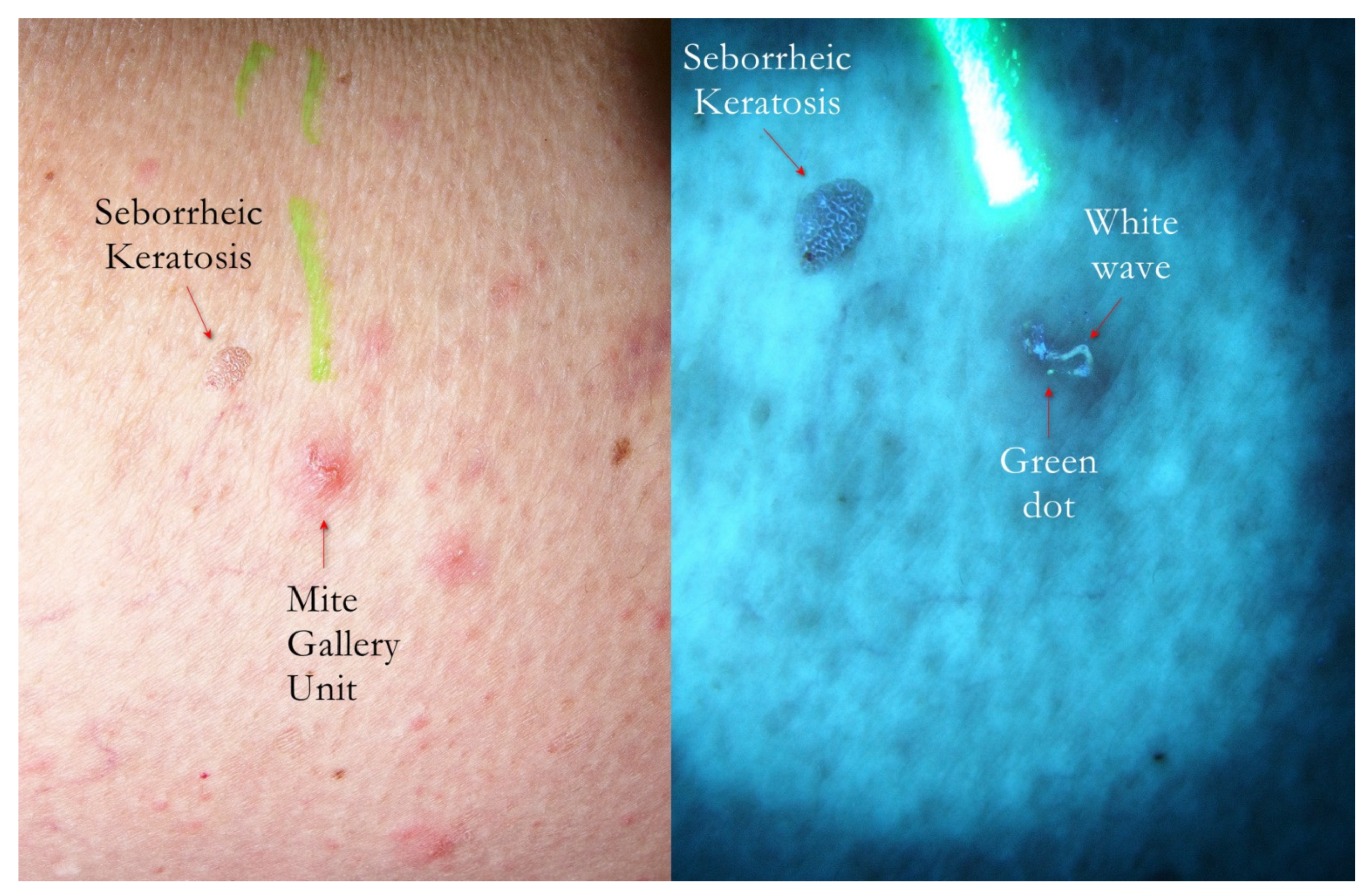 Tropicalmed 07 00422 g009