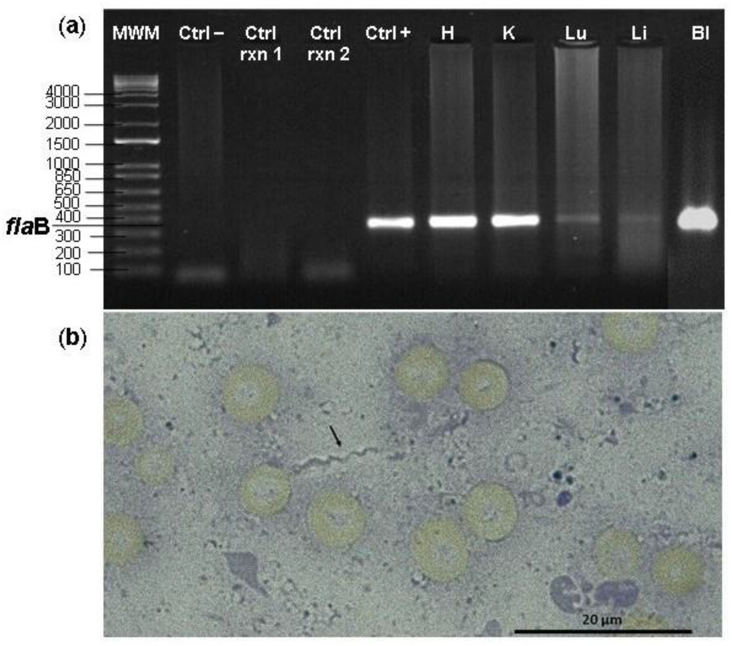 Tropicalmed 07 00428 g002 Tropicalmed 07 00428 g002