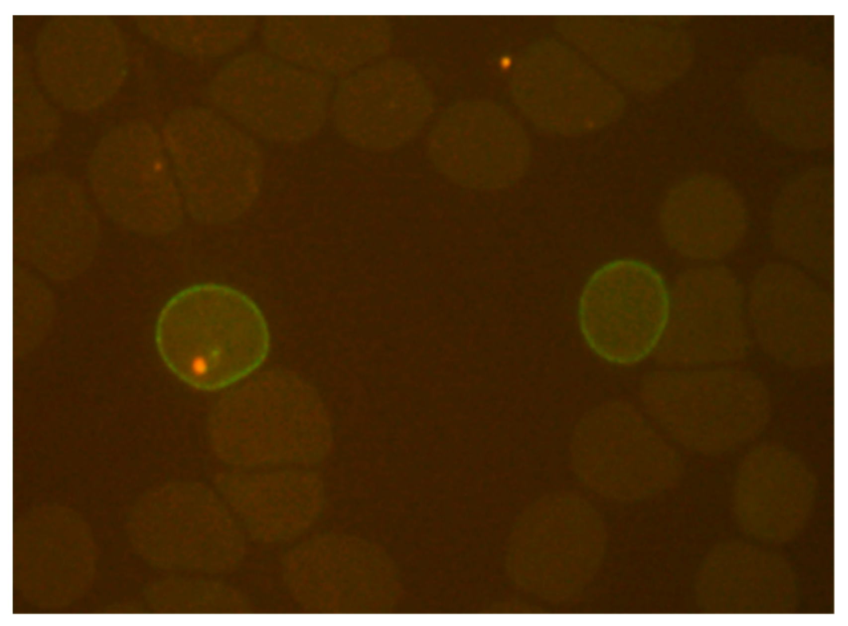 Tropicalmed 08 00049 g001