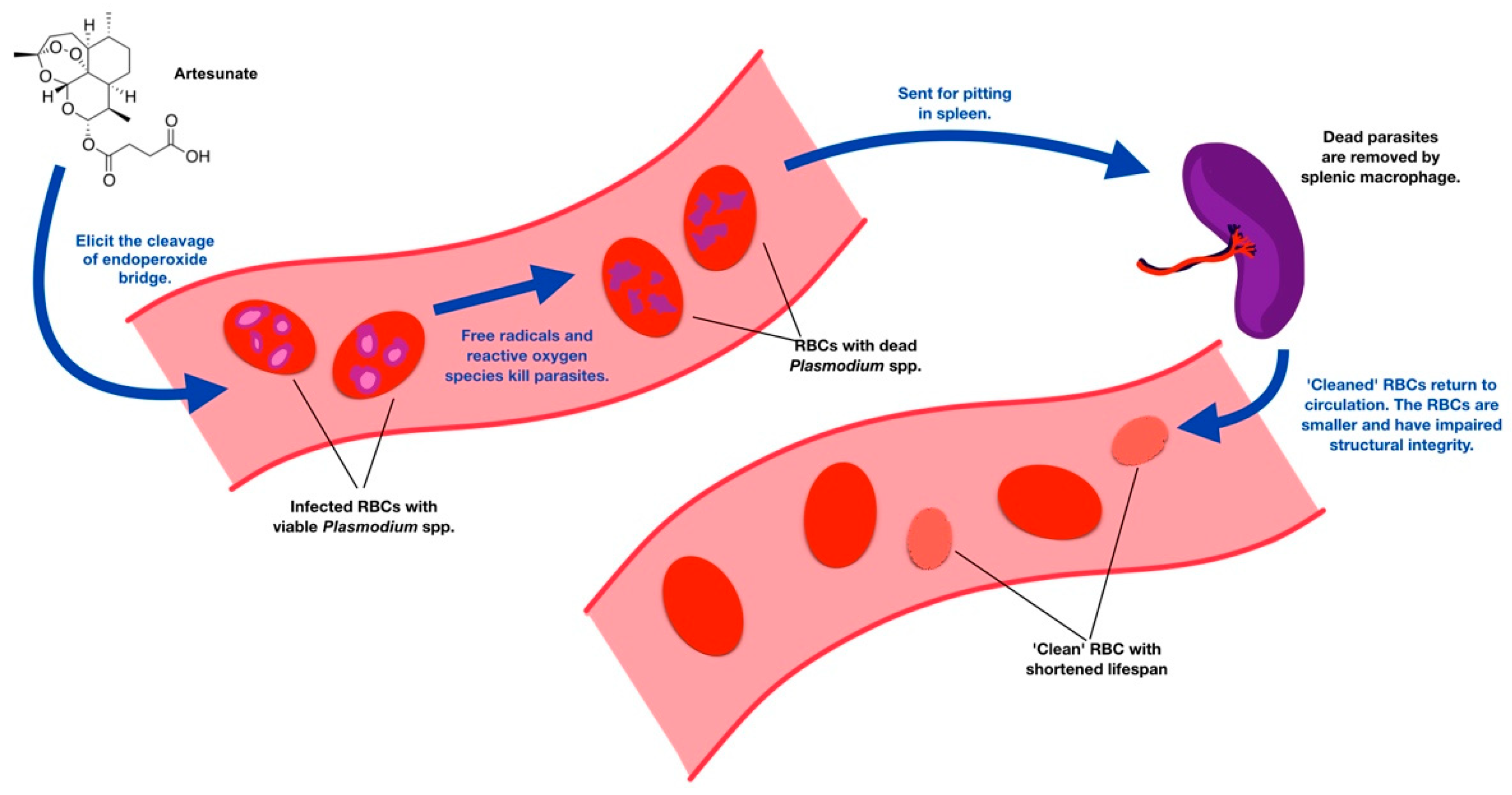 Tropicalmed 08 00049 g002
