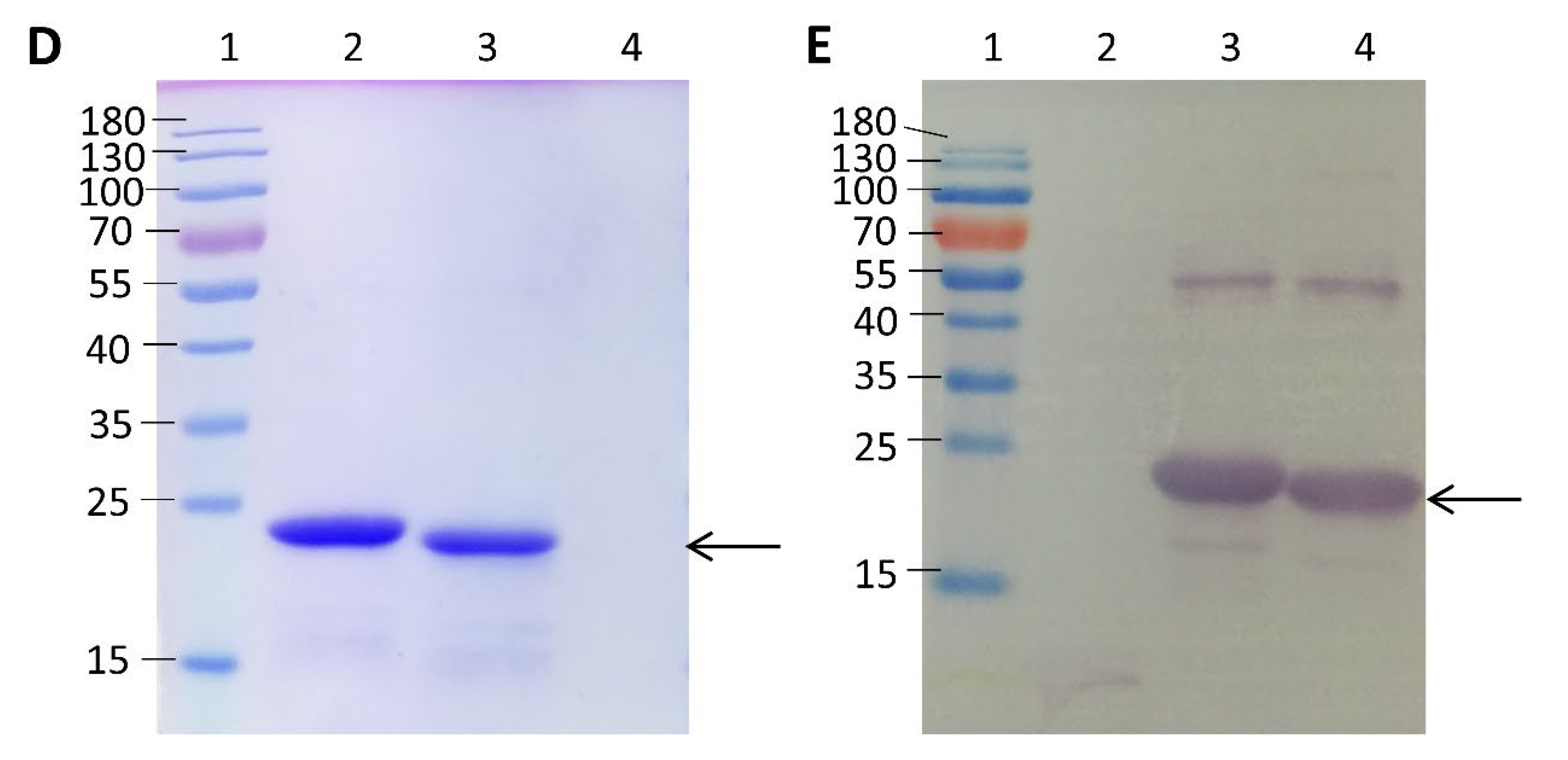 Tropicalmed 08 00056 g001b