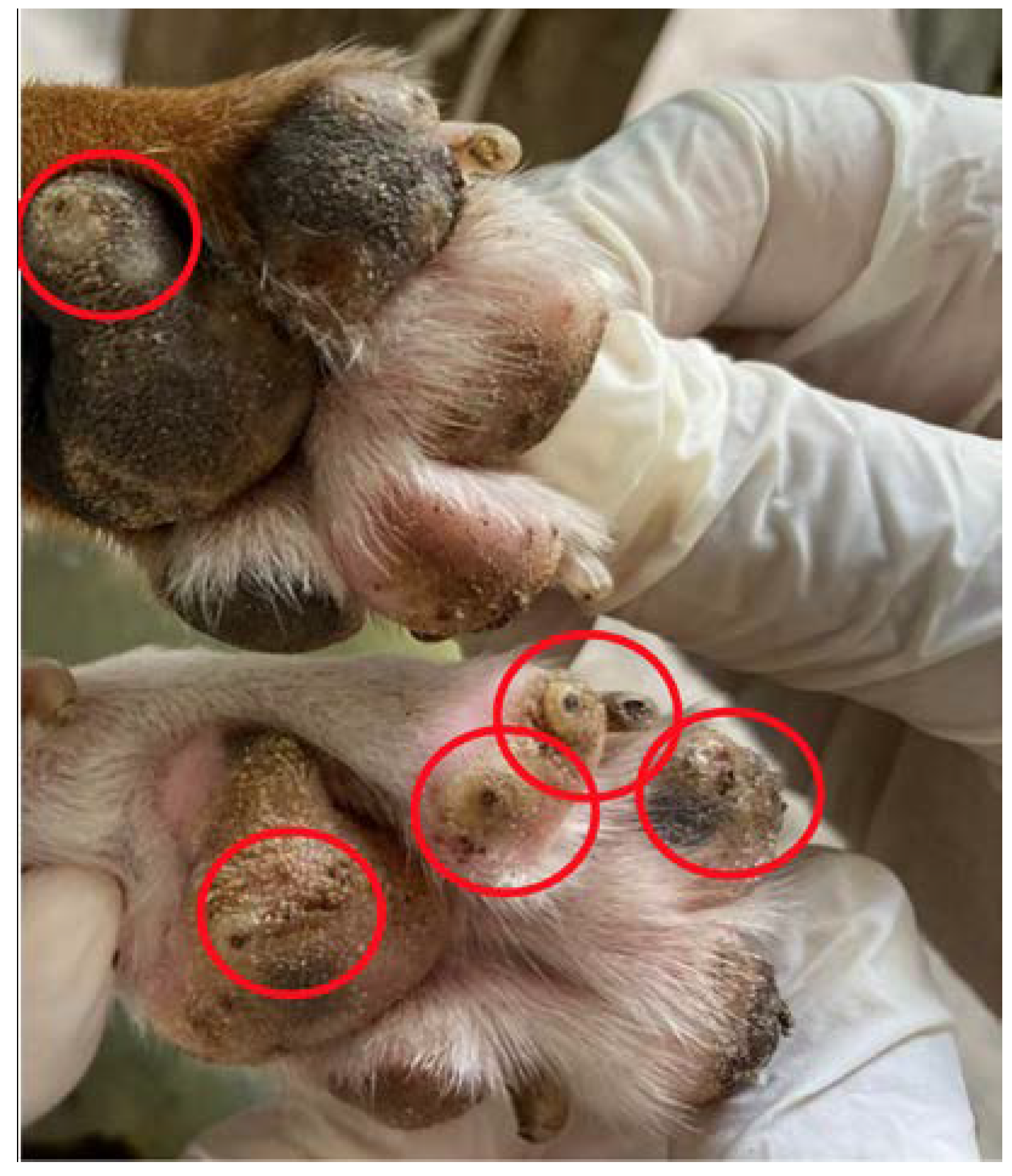 Tropicalmed 08 00098 g002