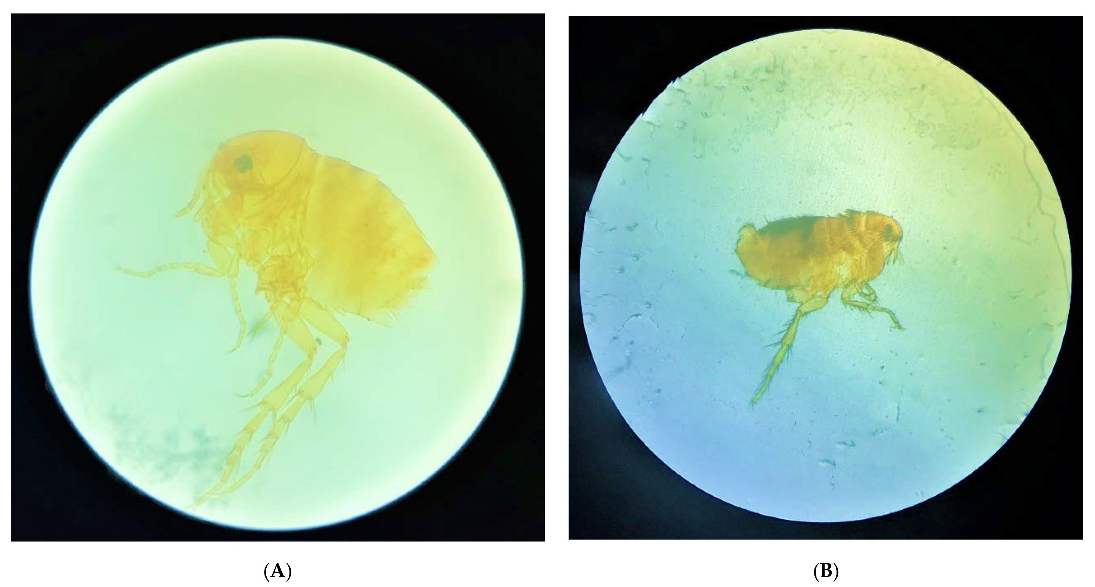 Tropicalmed 08 00098 g007