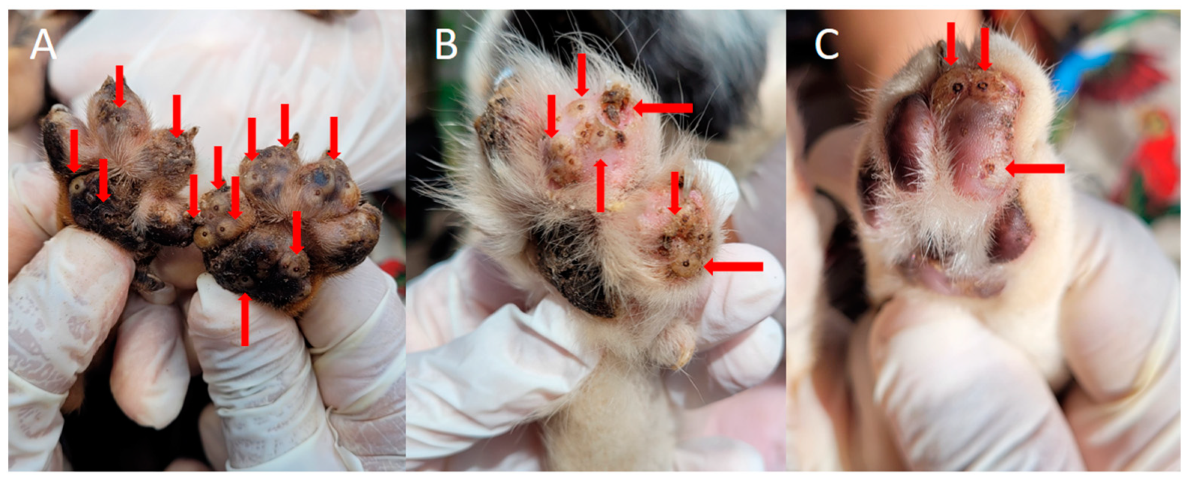Tropicalmed 08 00142 g002