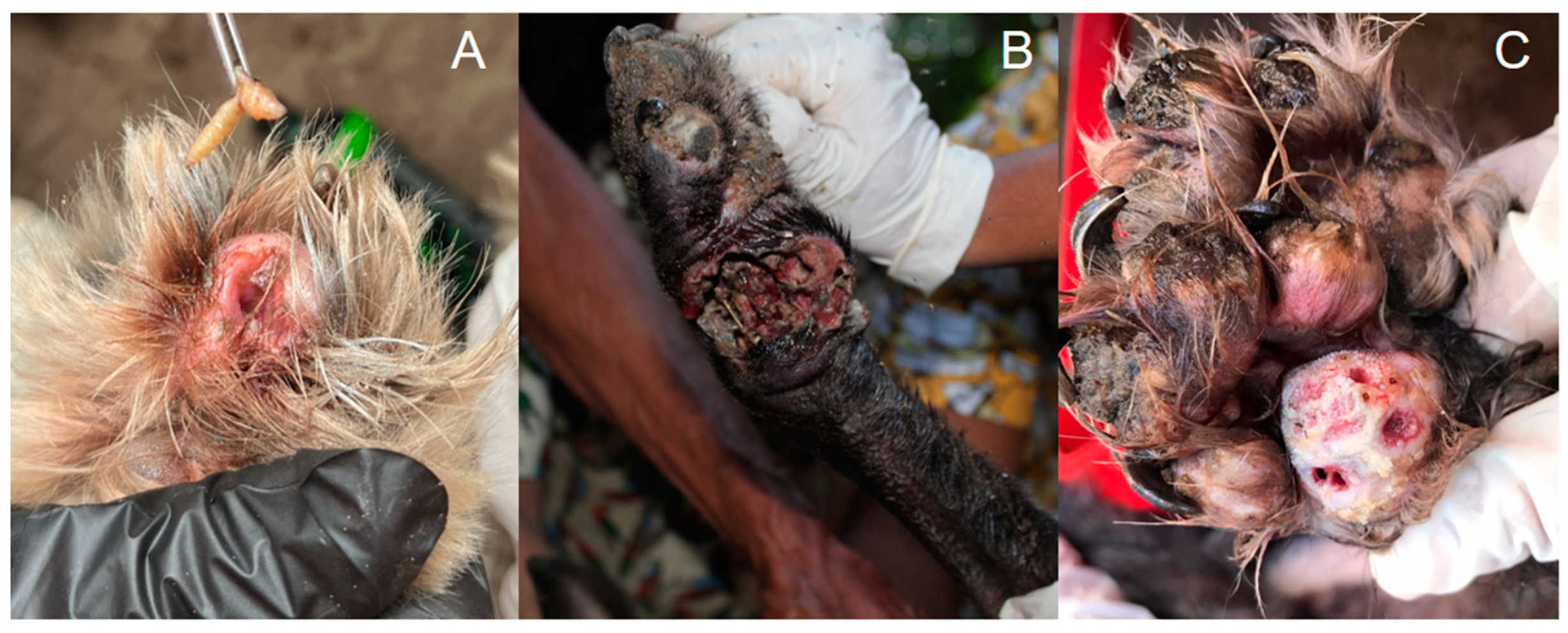 Tropicalmed 08 00142 g004