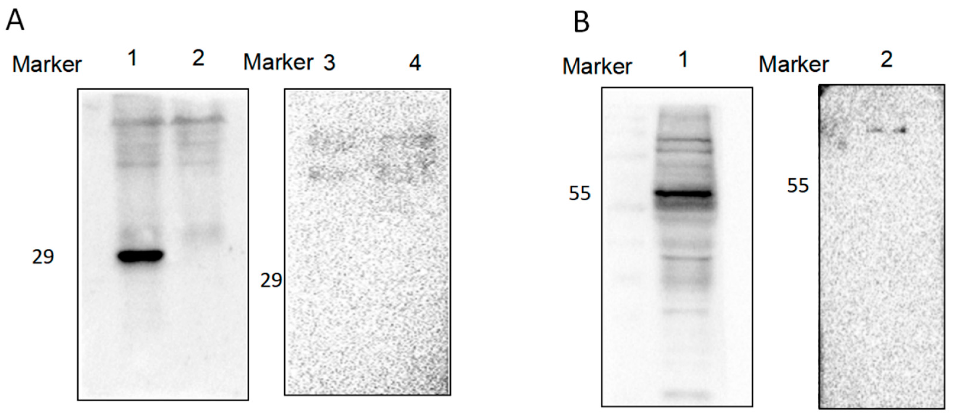 Tropicalmed 08 00143 g004