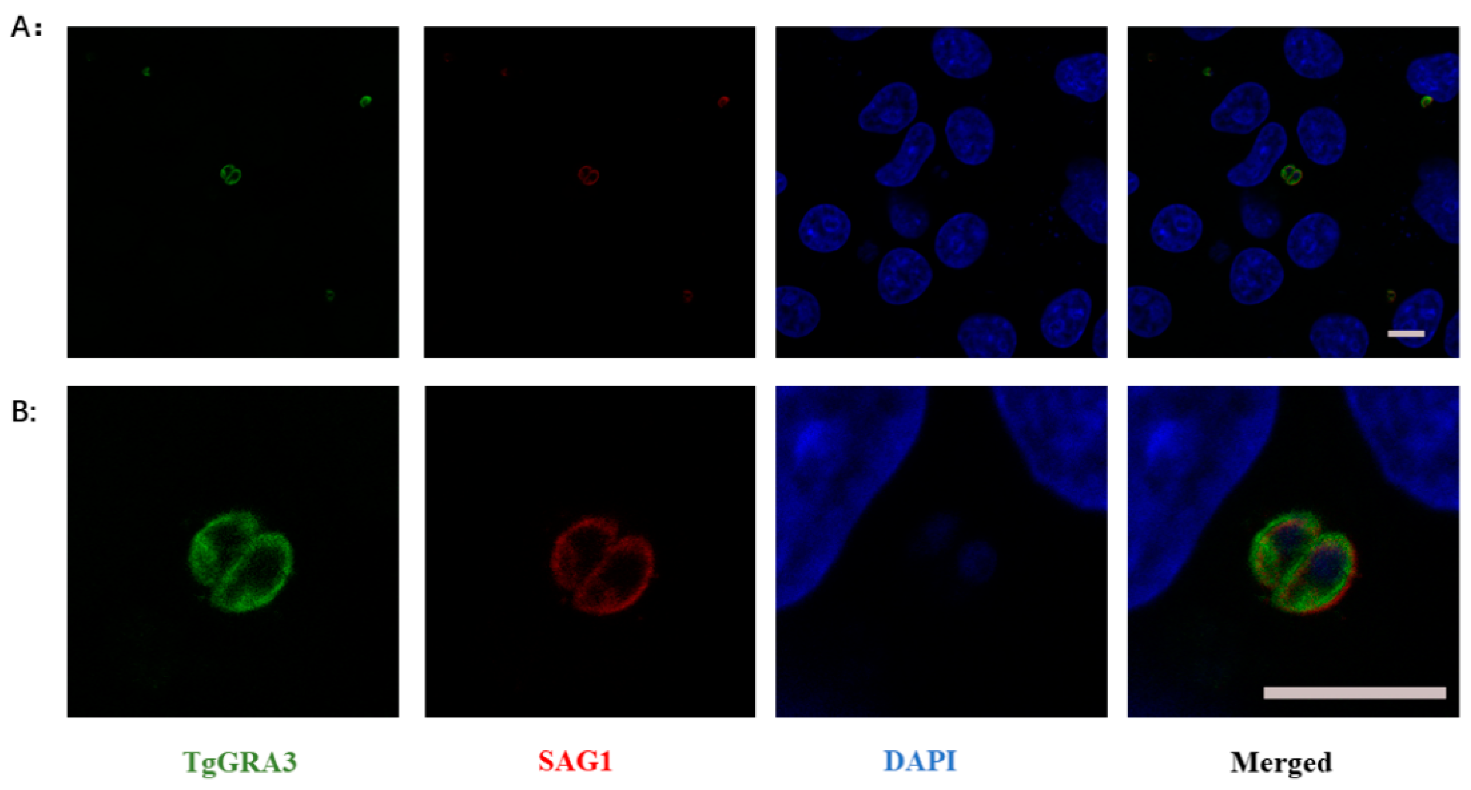 Tropicalmed 08 00143 g005