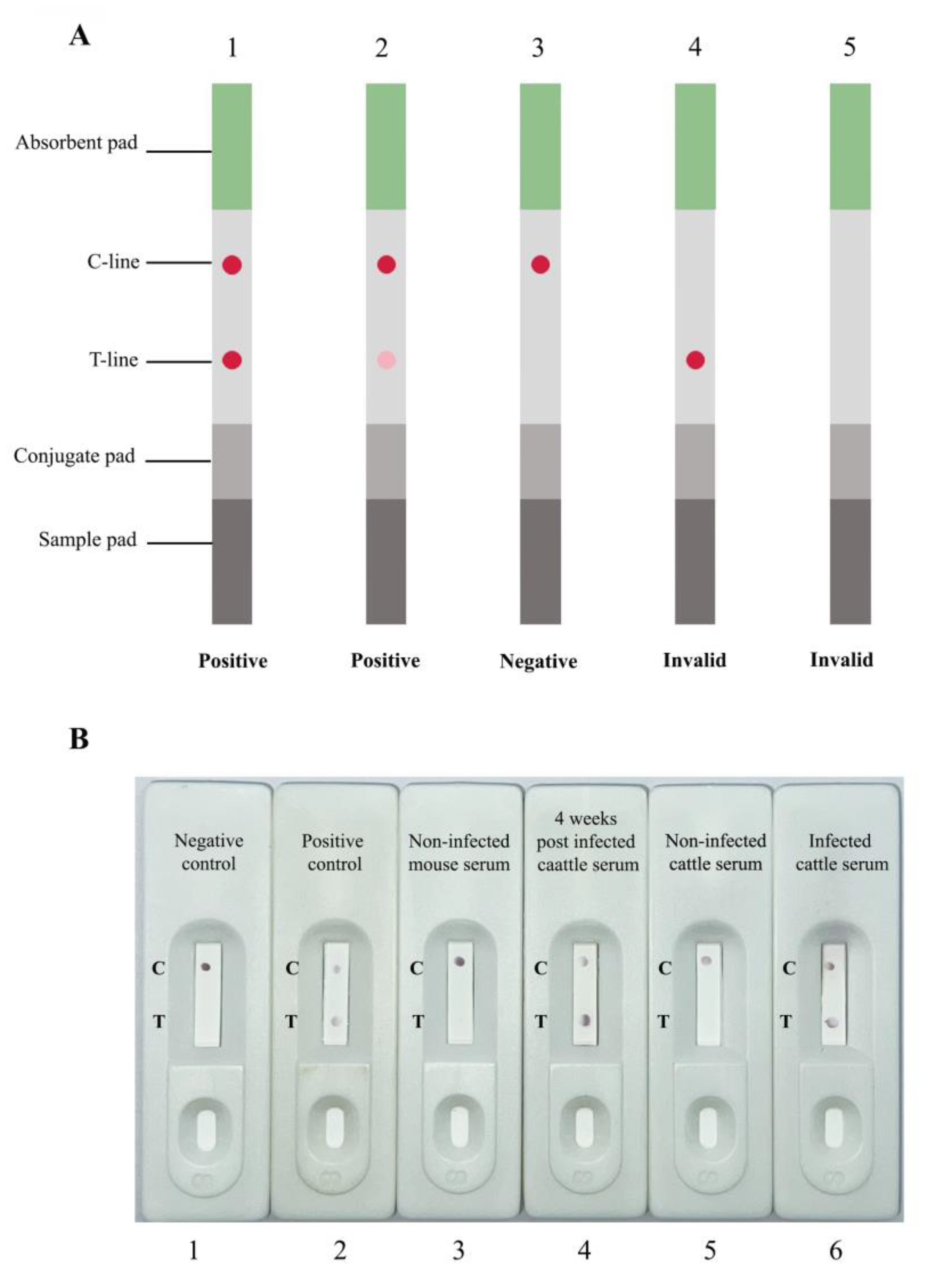 Tropicalmed 08 00164 g005