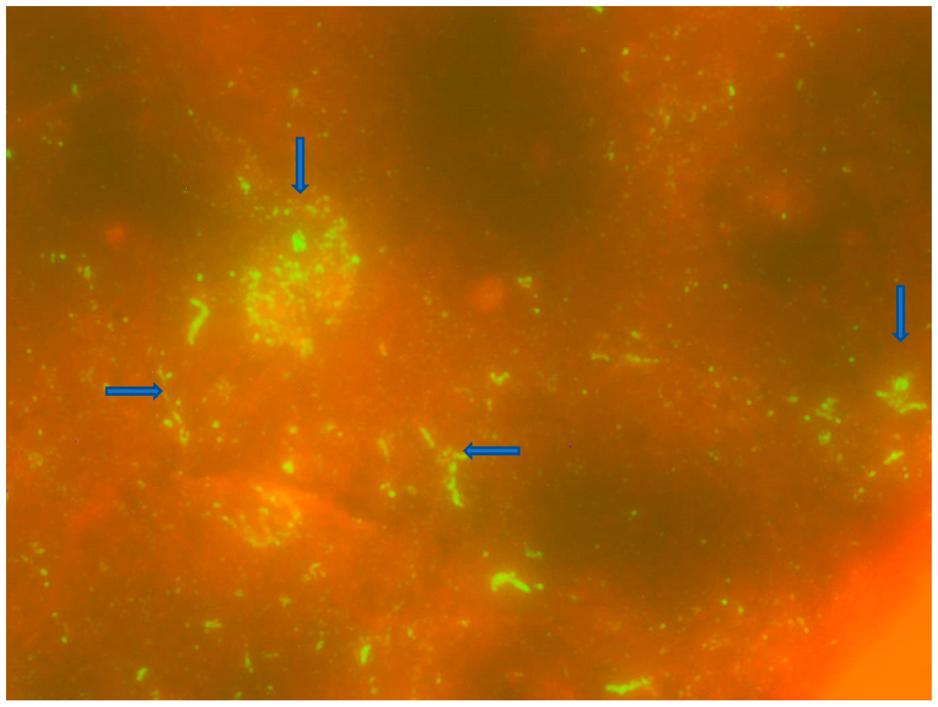 Tropicalmed 08 00186 g002