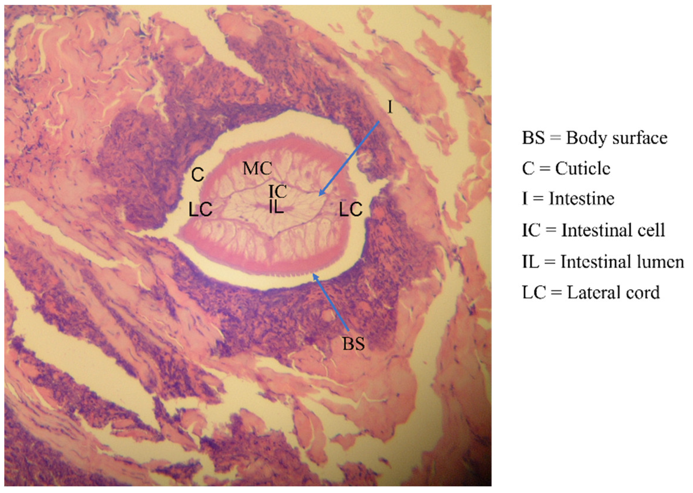 Tropicalmed 08 00209 g002