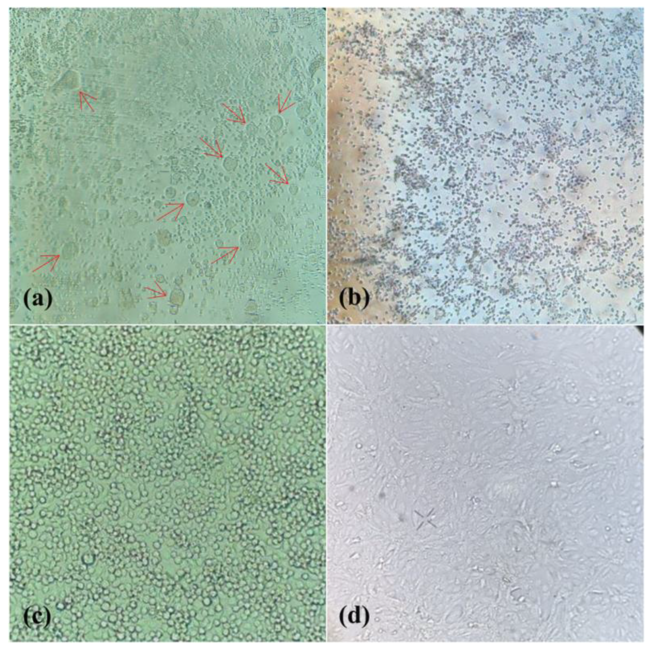 Tropicalmed 08 00237 g003