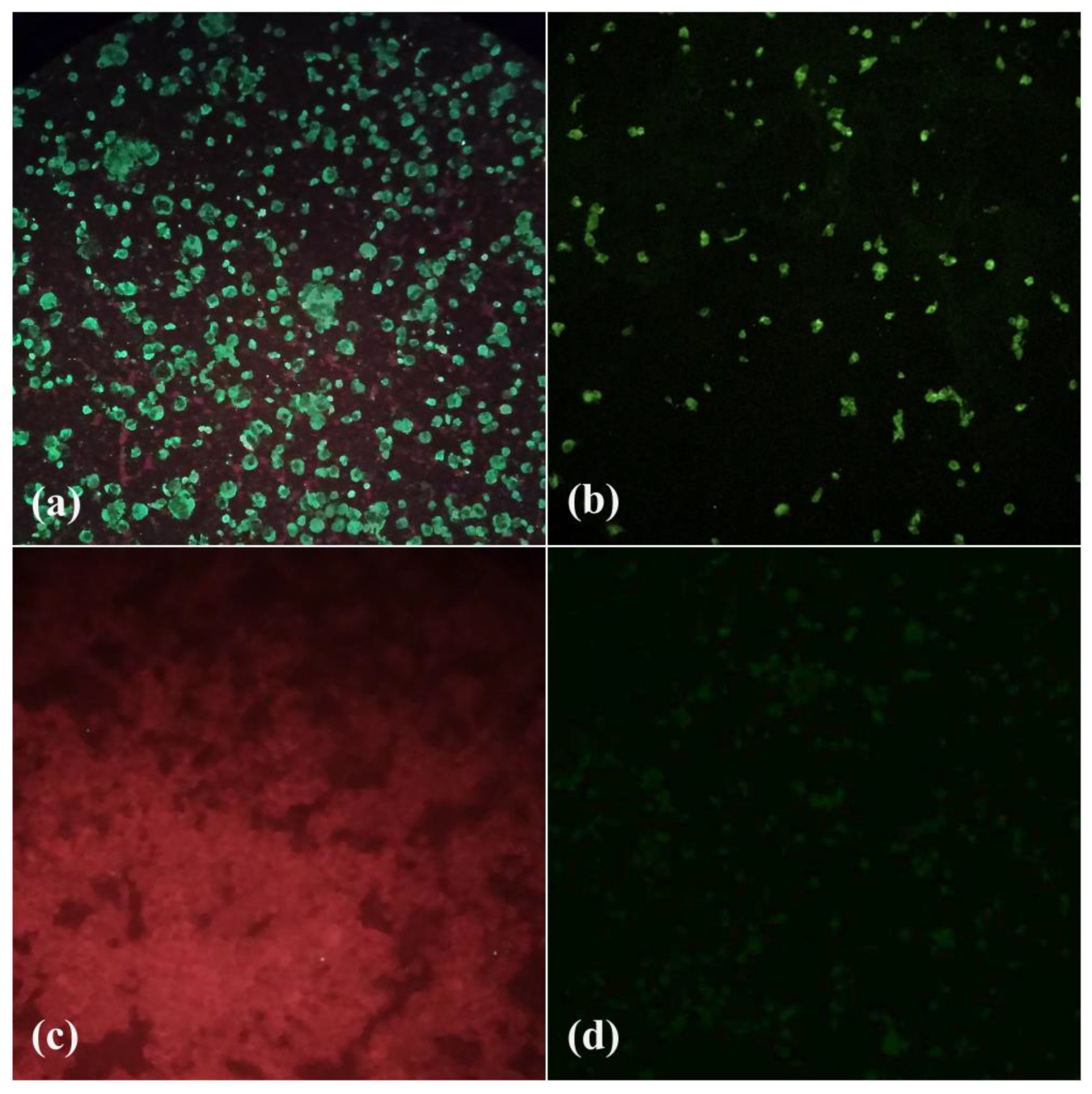 Tropicalmed 08 00237 g004