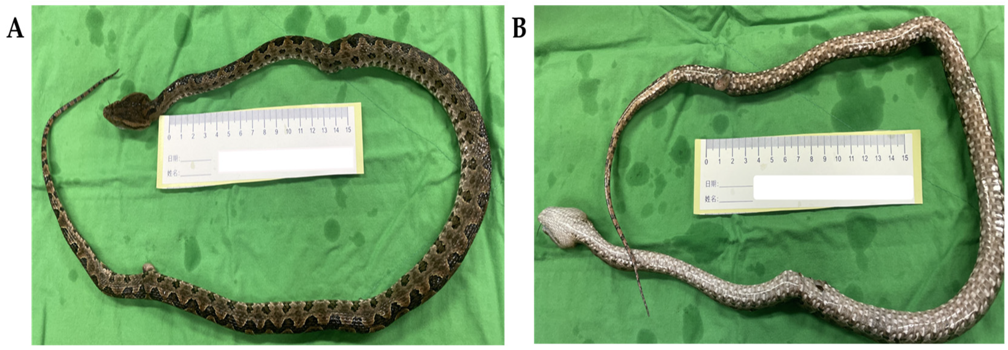 Tropicalmed 08 00246 g001