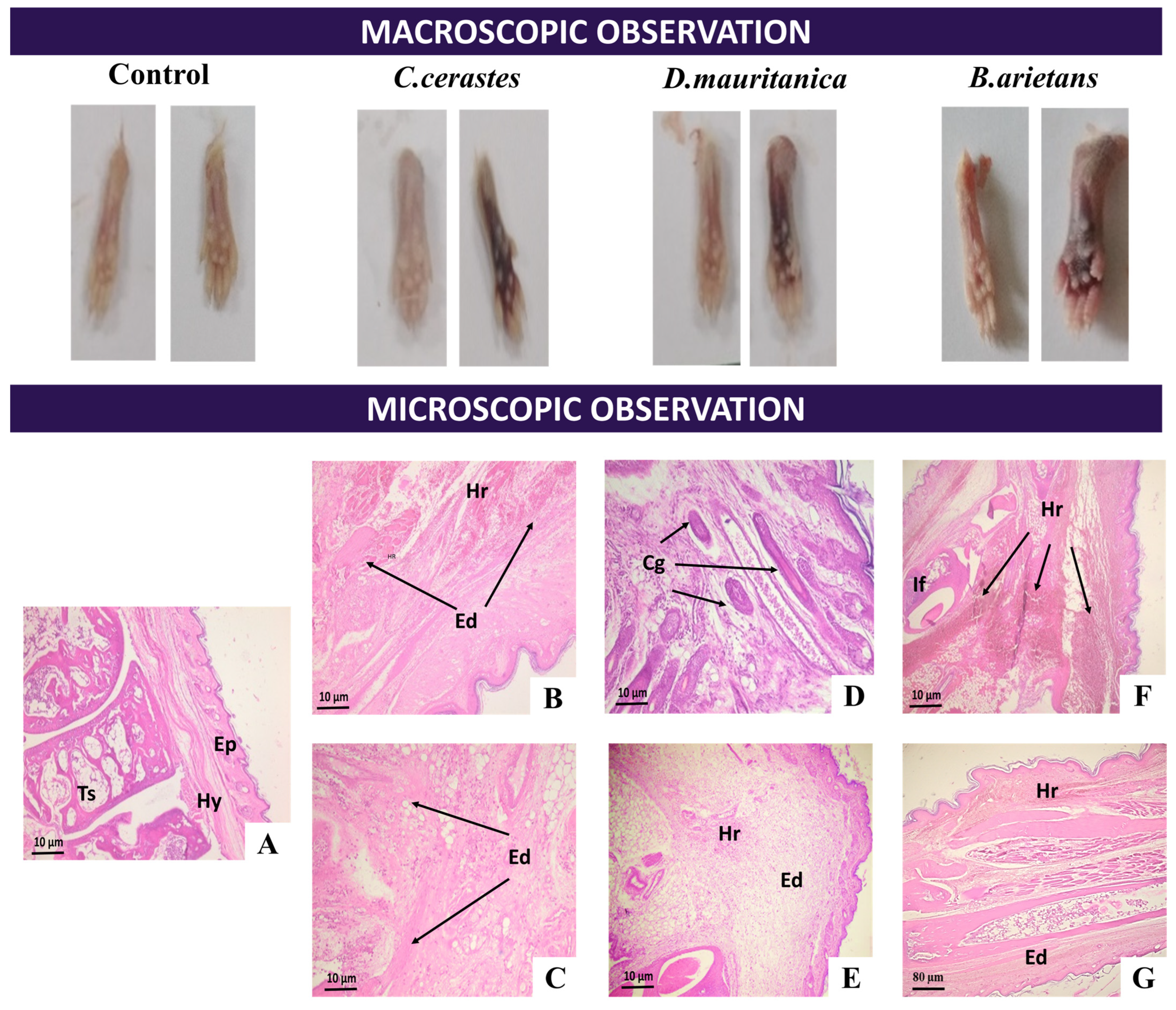 Tropicalmed 08 00302 g008