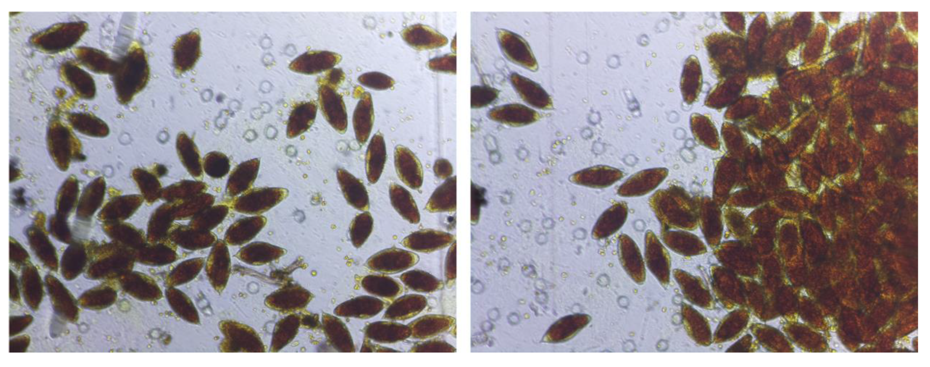 Tropicalmed 08 00309 g003