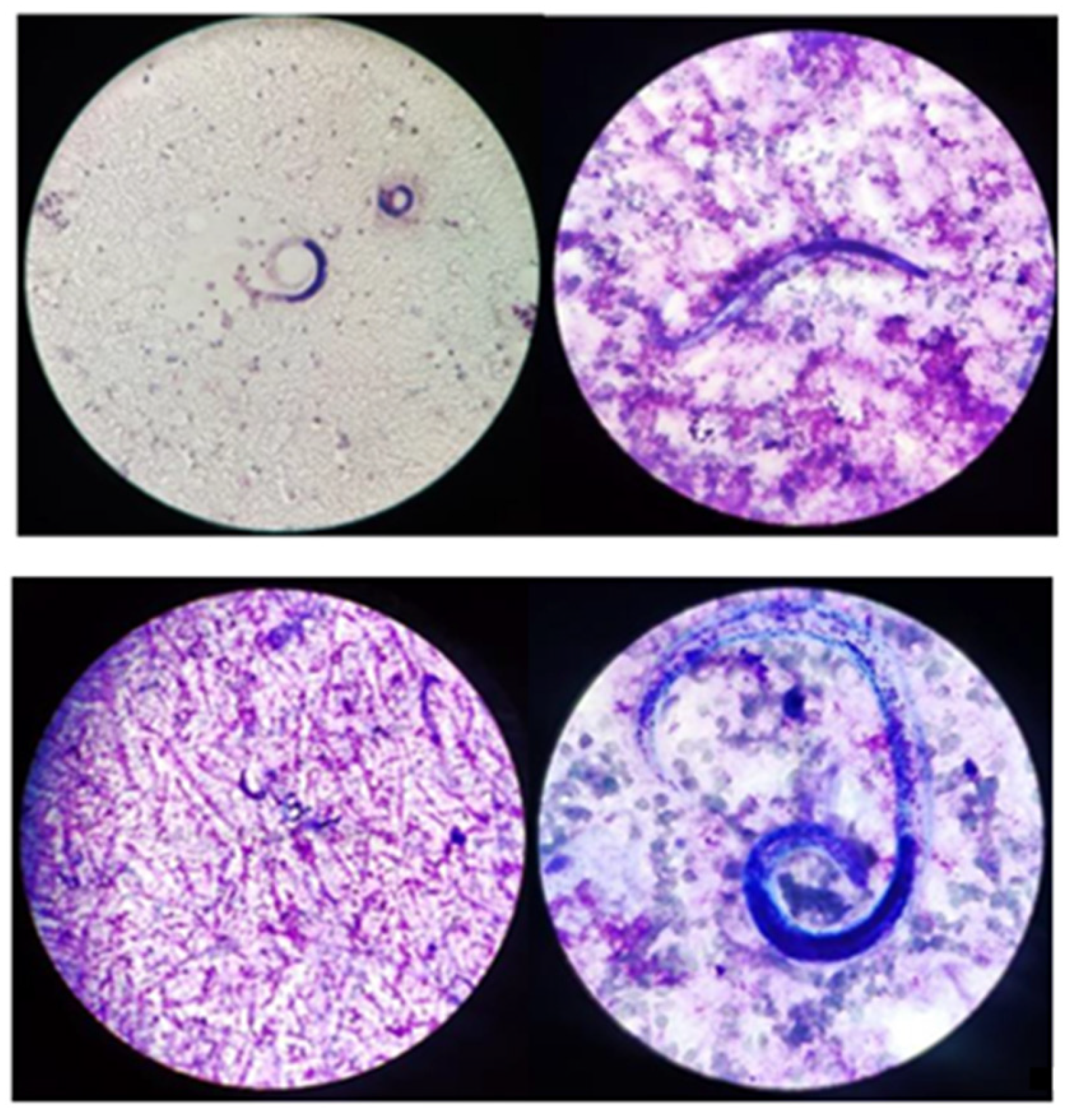 Tropicalmed 08 00331 g002