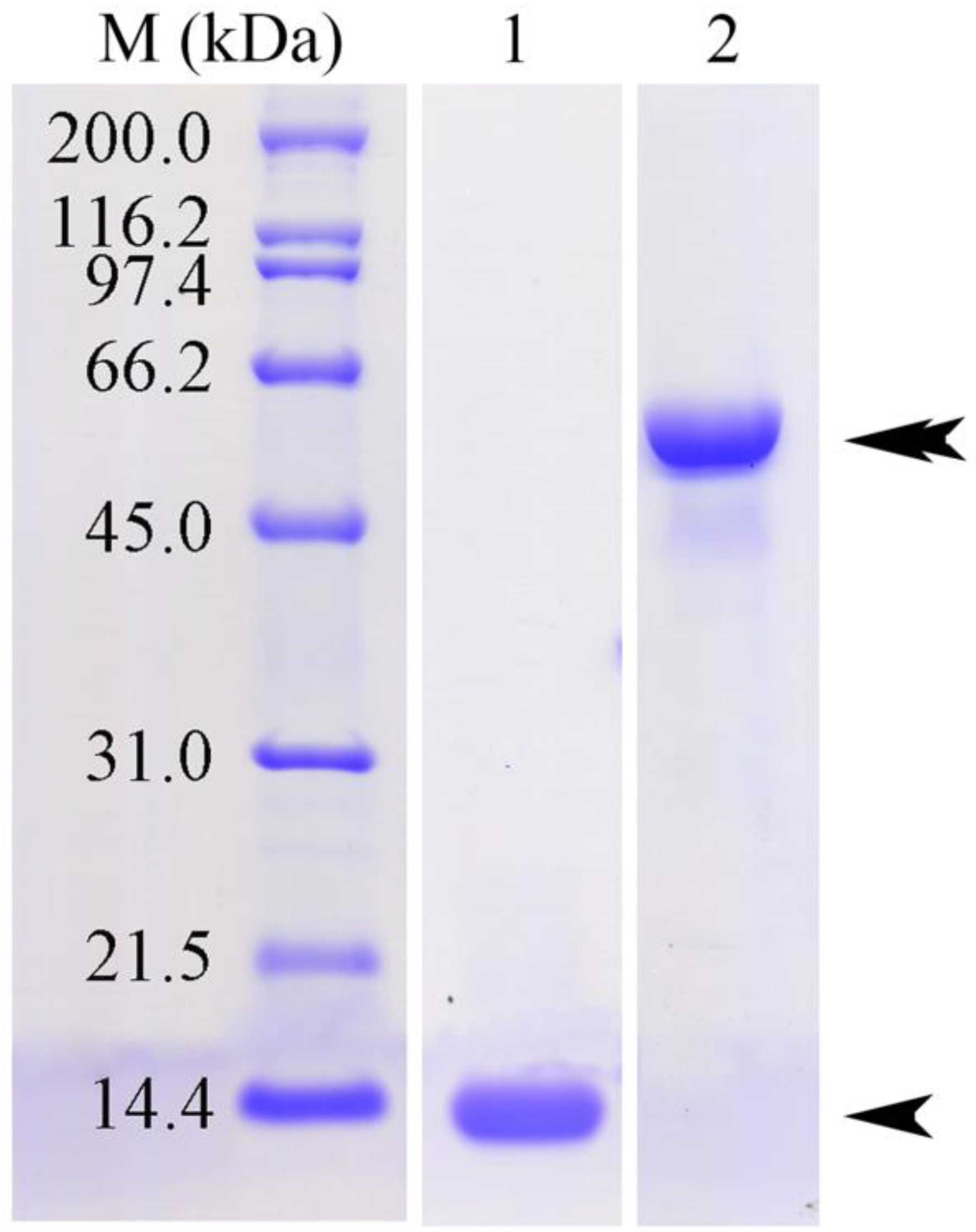 Tropicalmed 08 00334 g001 Tropicalmed 08 00334 g001