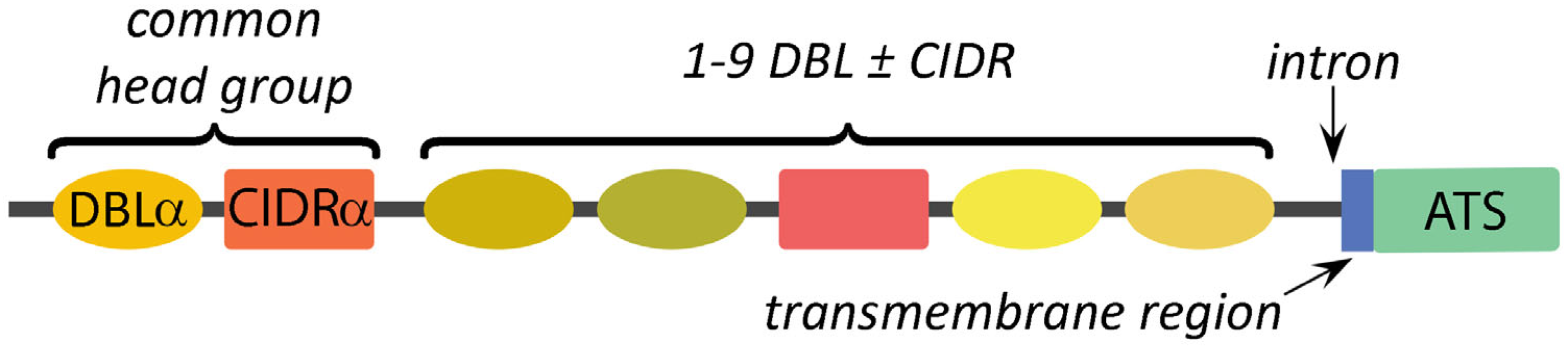 Tropicalmed 08 00353 g003
