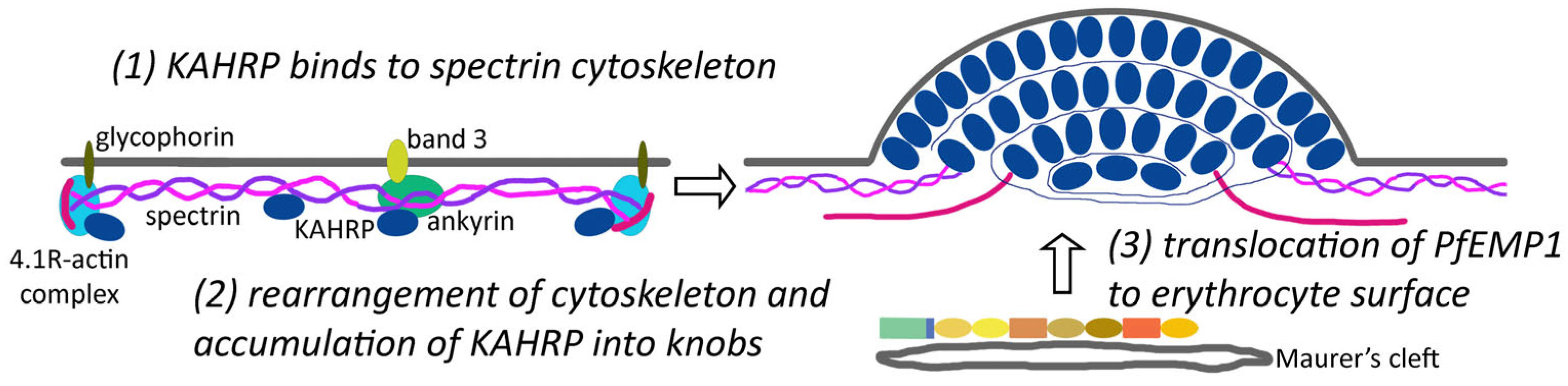 Tropicalmed 08 00353 g004