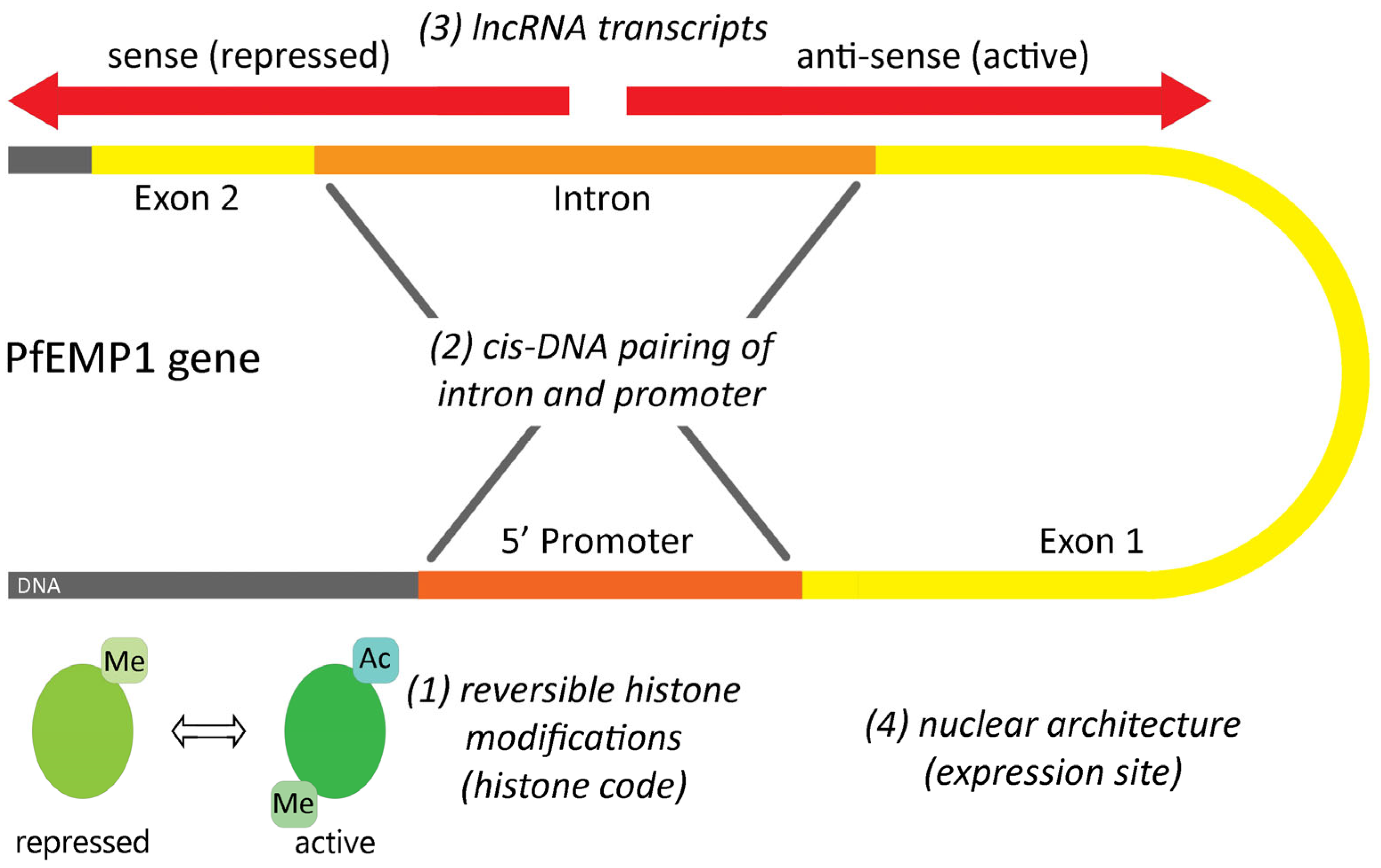 Tropicalmed 08 00353 g005