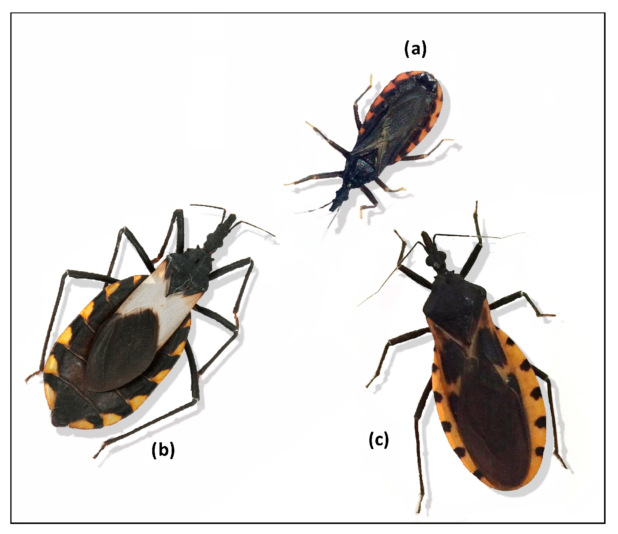 Tropicalmed 08 00360 g002