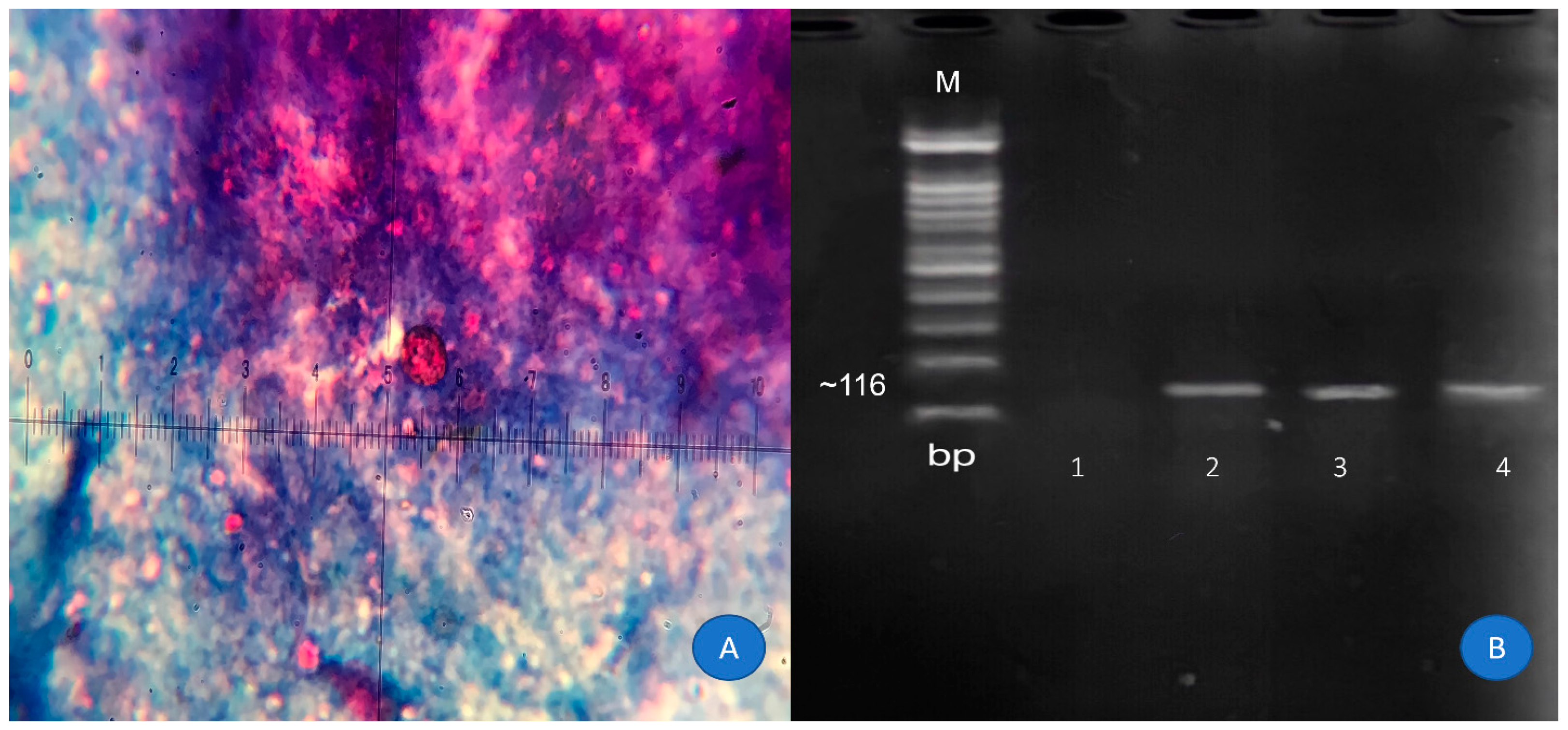 Tropicalmed 08 00368 g001 Tropicalmed 08 00368 g001