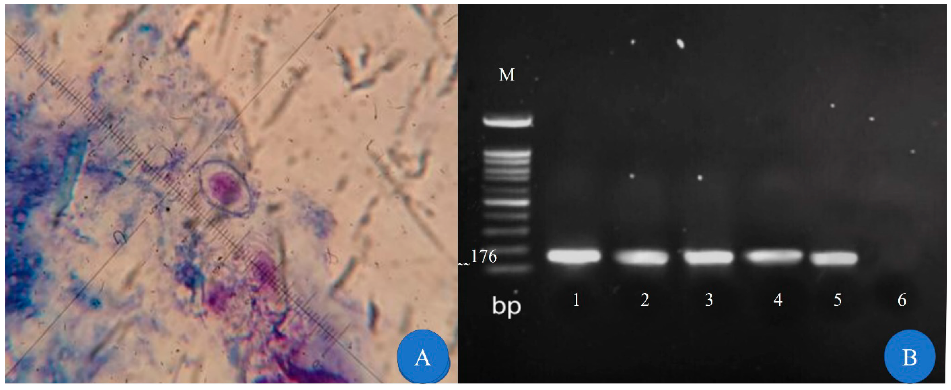 Tropicalmed 08 00368 g002 Tropicalmed 08 00368 g002