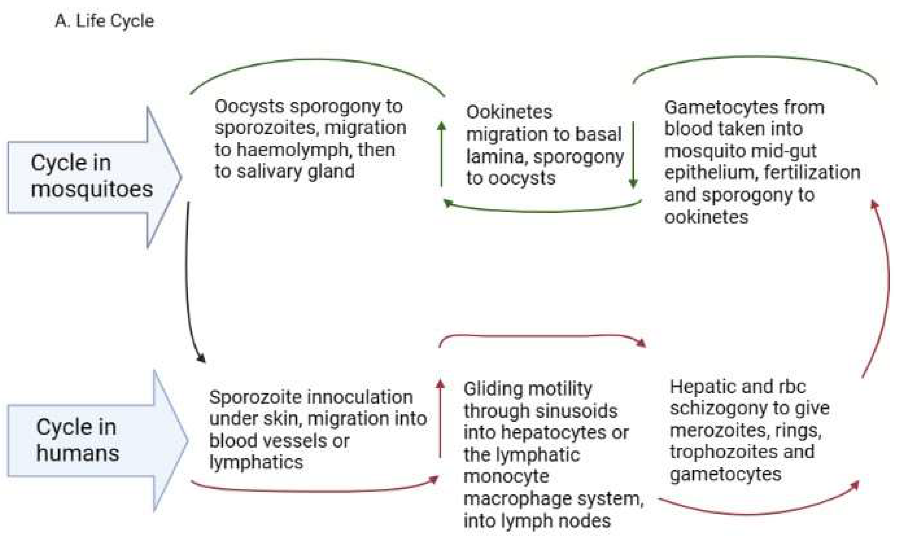 Tropicalmed 08 00392 g001a