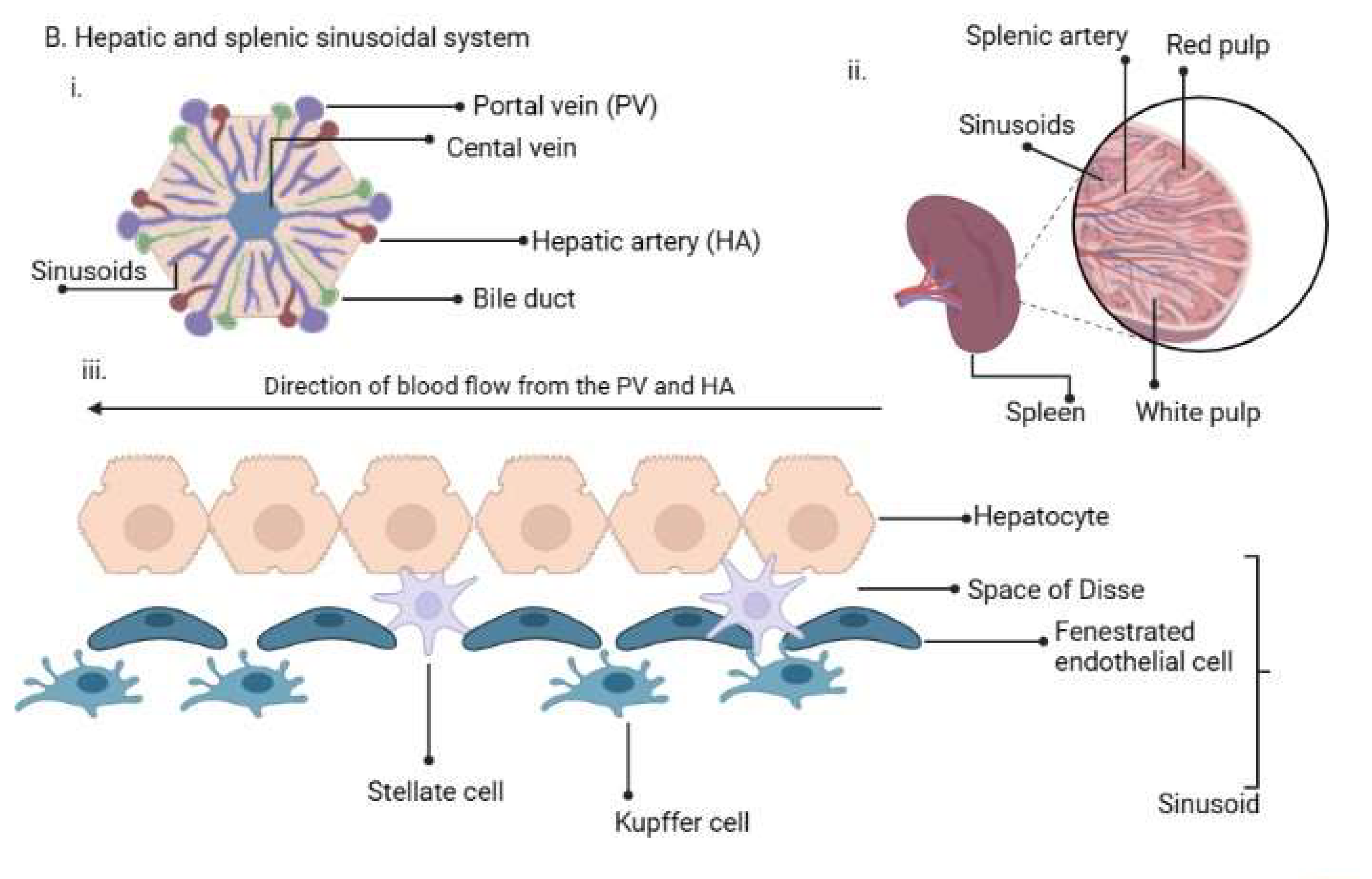 Tropicalmed 08 00392 g001b
