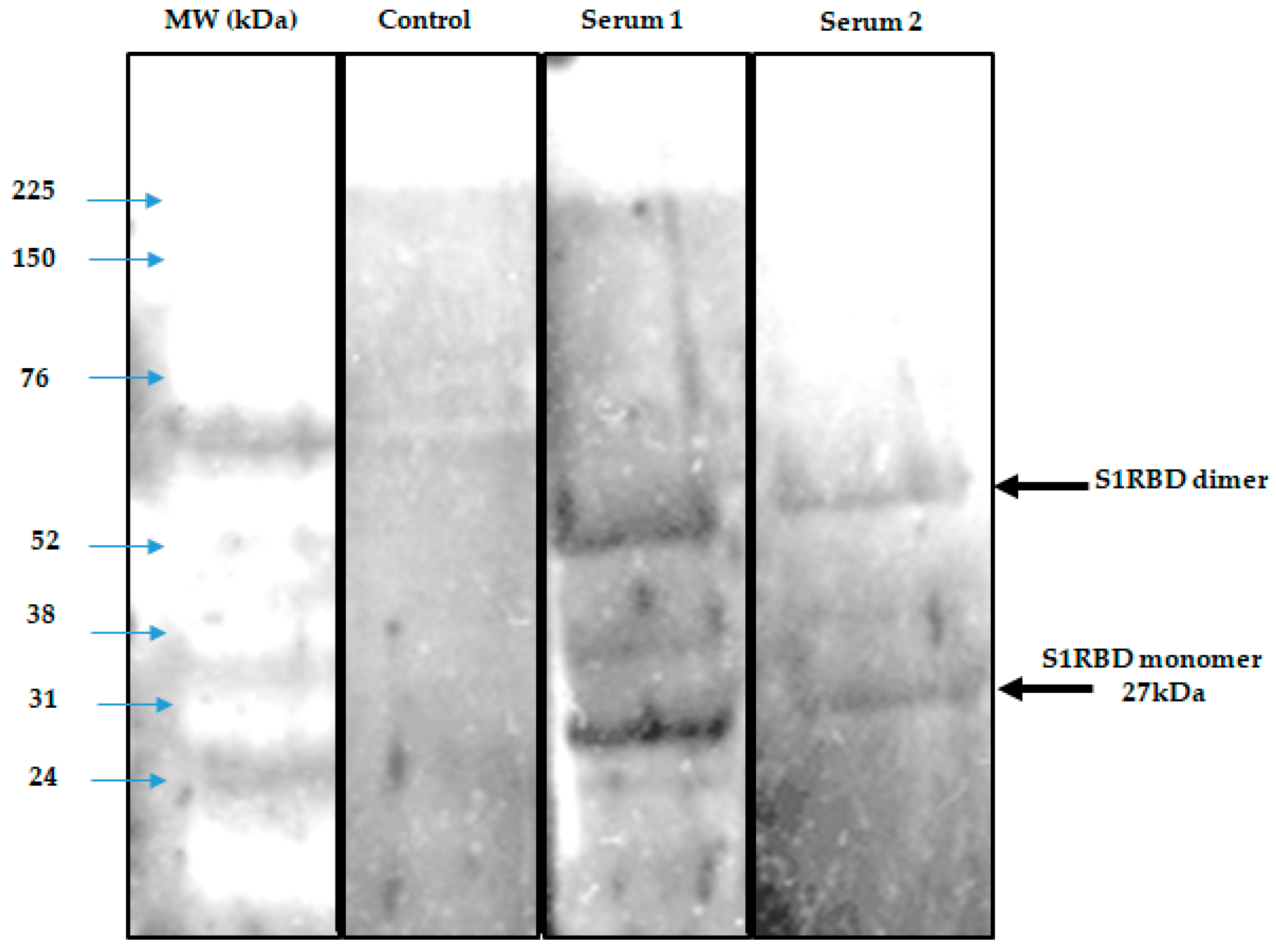 Tropicalmed 08 00501 g008