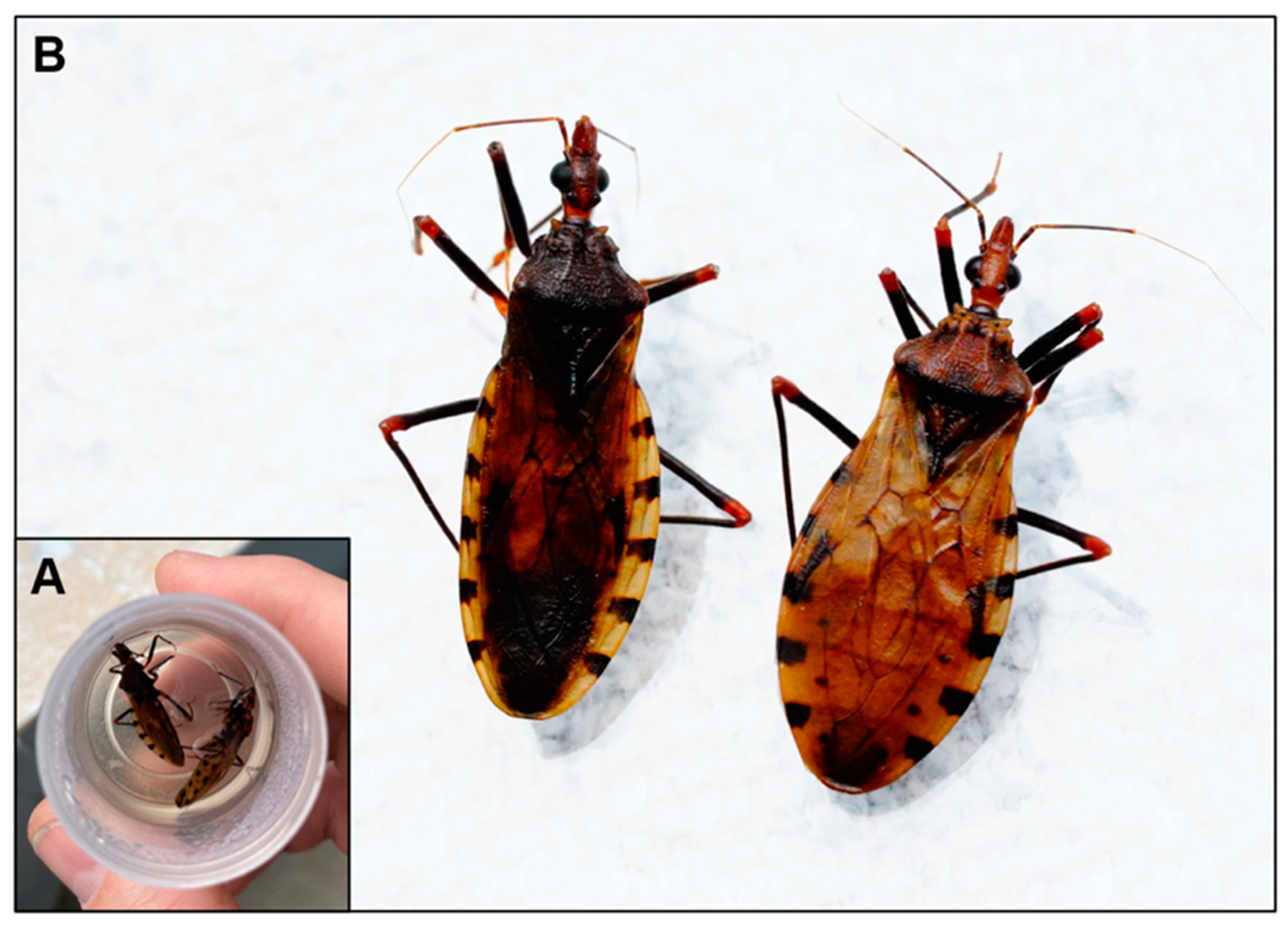 Tropicalmed 09 00014 g003