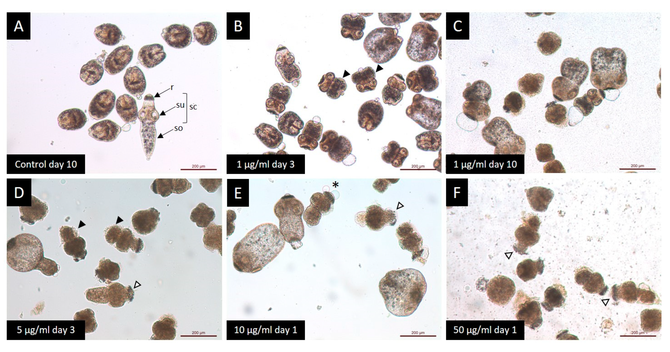 Tropicalmed 09 00035 g002