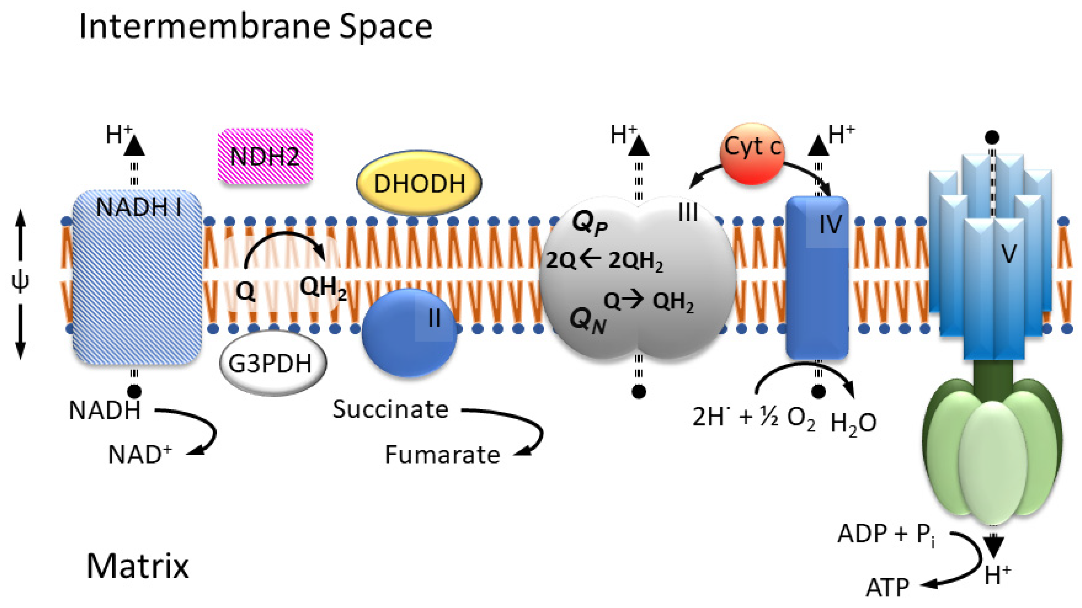 Tropicalmed 09 00039 g001
