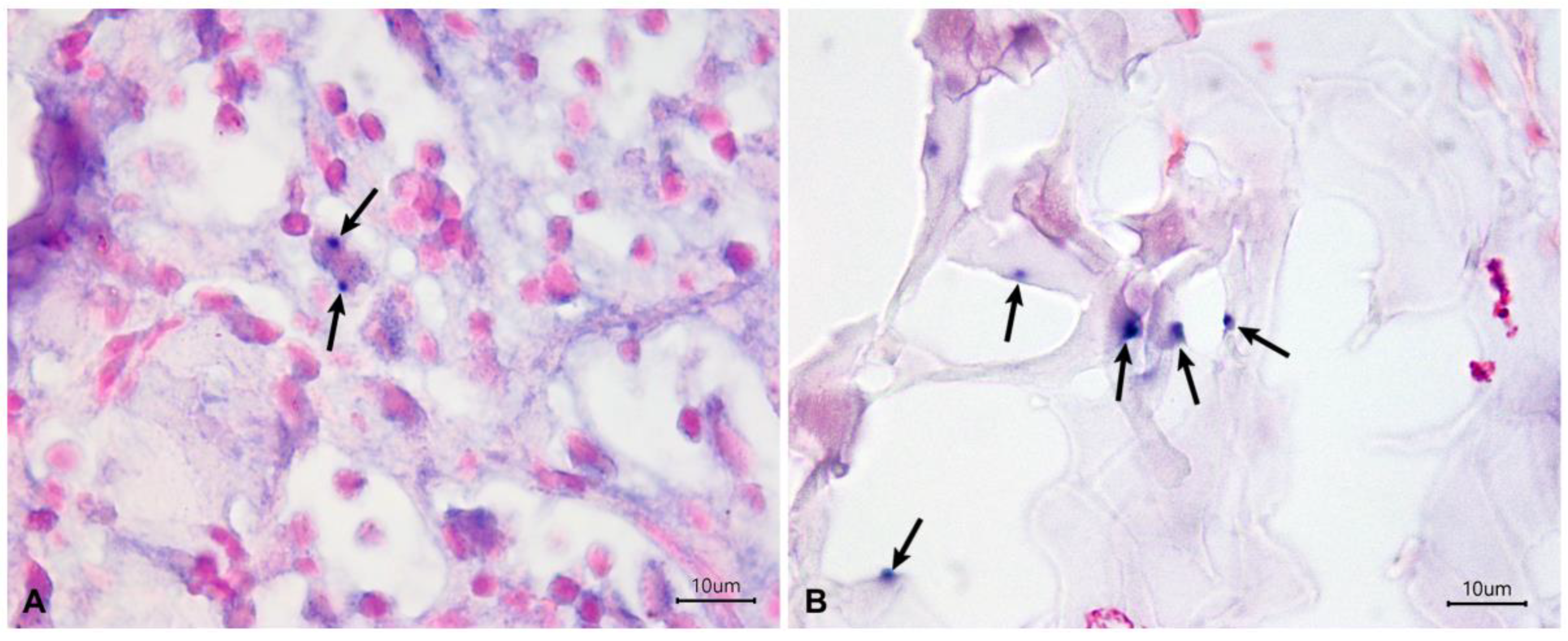 Tropicalmed 09 00091 g002