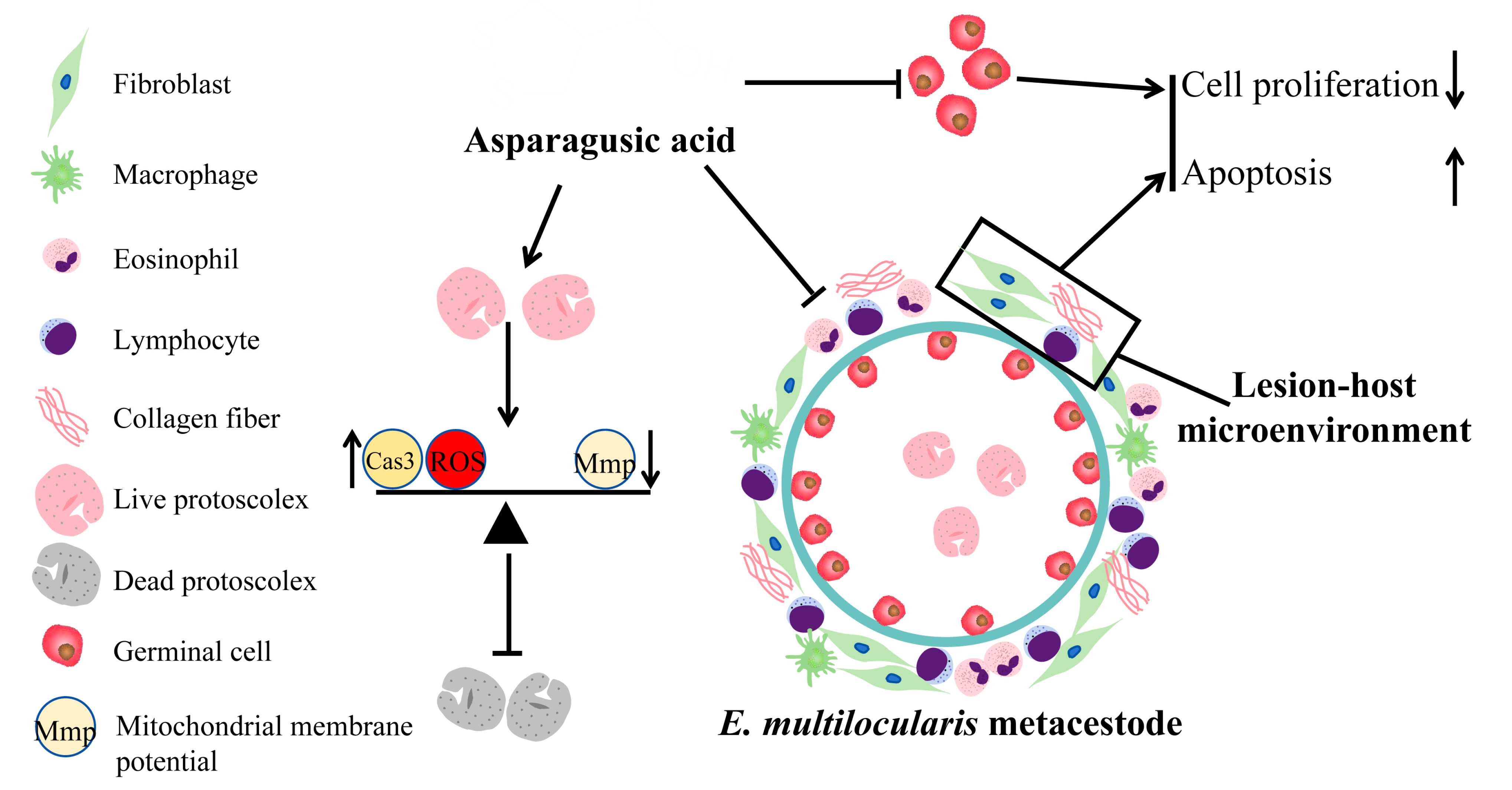 Tropicalmed 09 00110 g011