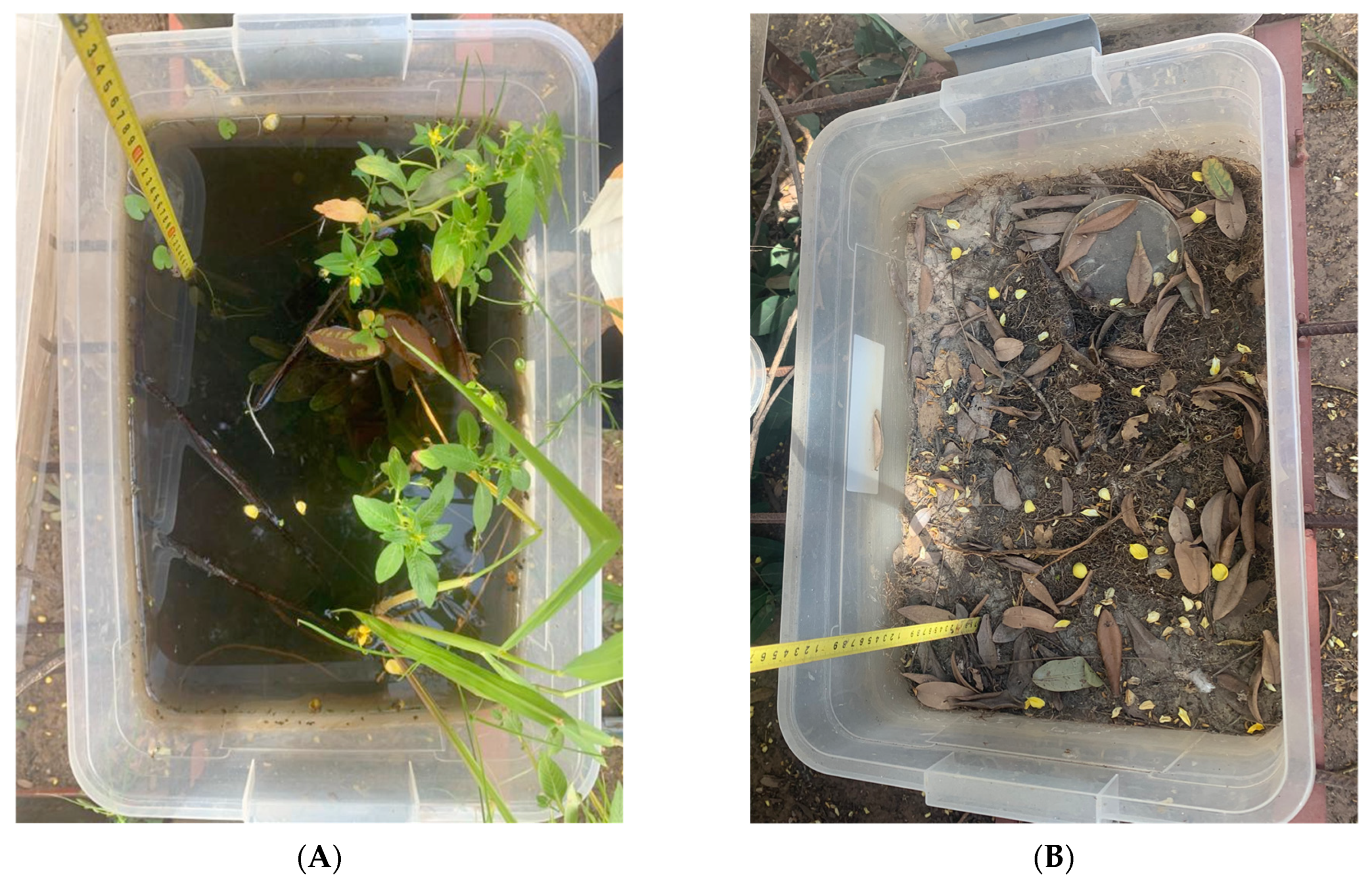 Tropicalmed 09 00121 g003