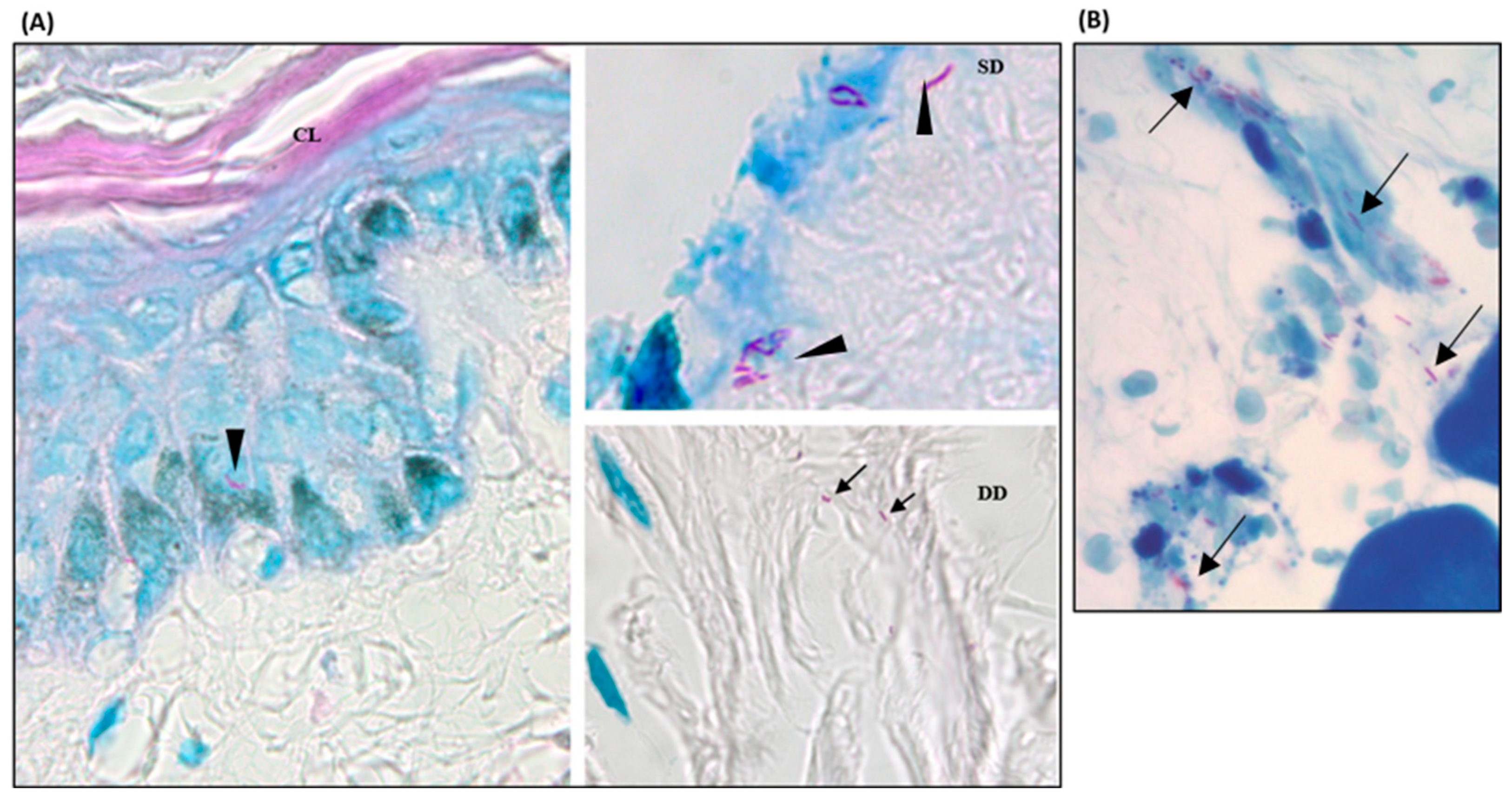 Tropicalmed 09 00135 g003