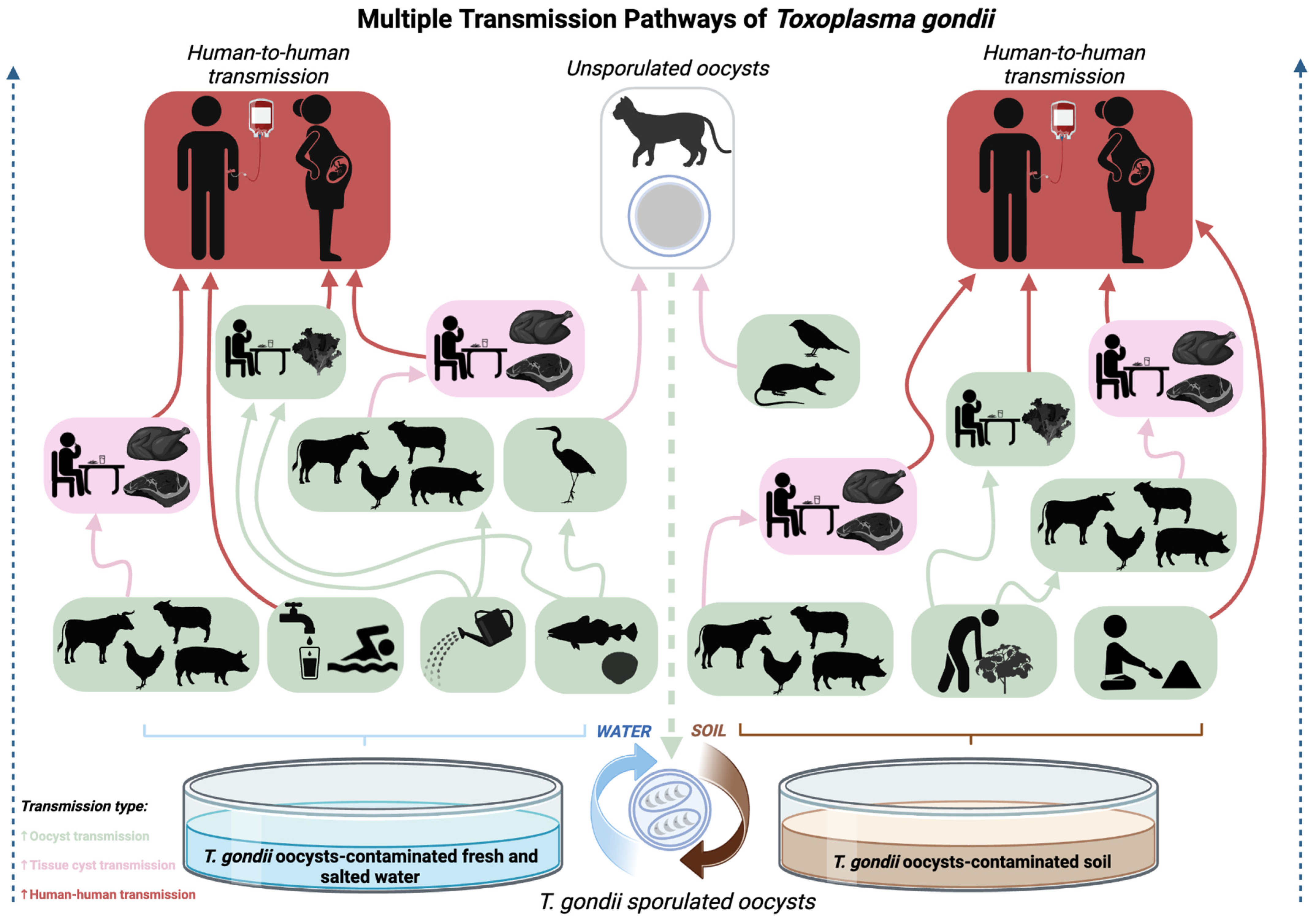 Tropicalmed 09 00137 g003